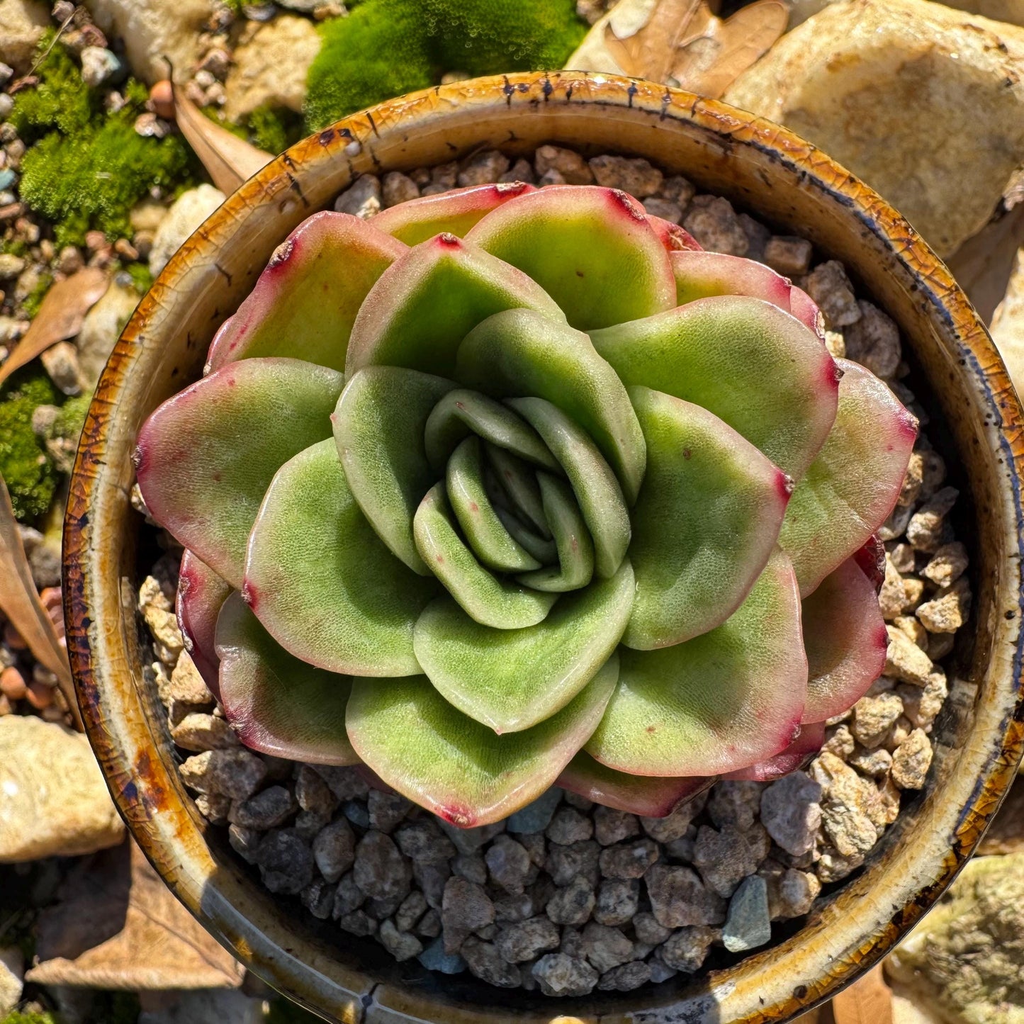 Echeveria ' Ice rose variegated', 2 Inches, Bare Root, Imported Rare Succulent