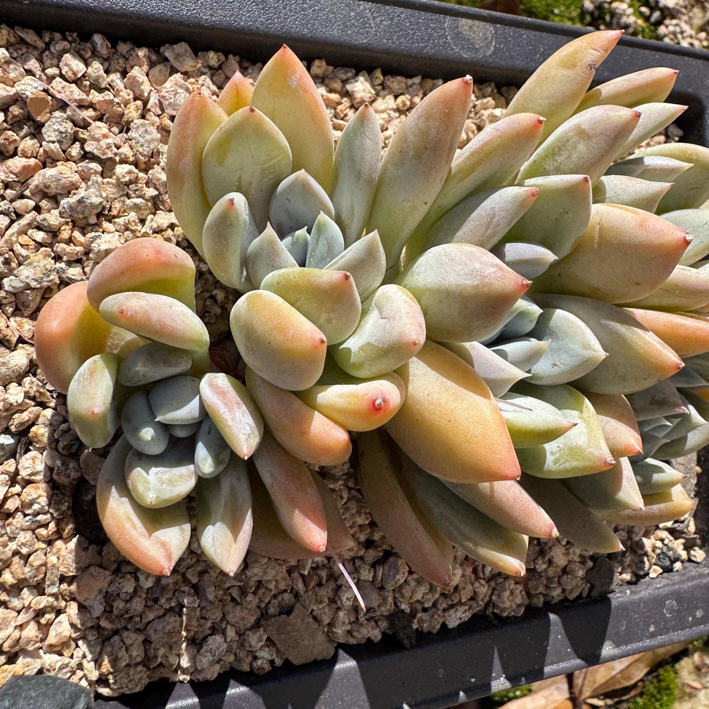 Echeveria 'Red ivory cluster ', 3.9inches, 5heads, nice color , Bare Root, Imported Rare Succulent