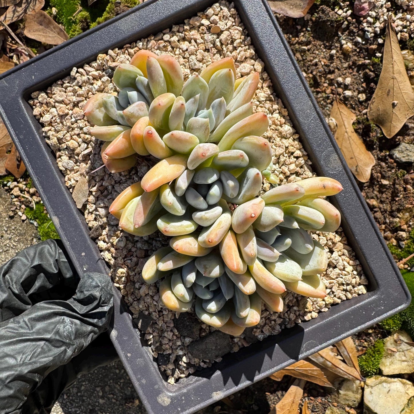 Echeveria 'Red ivory cluster ', 3.9inches, 5heads, nice color , Bare Root, Imported Rare Succulent