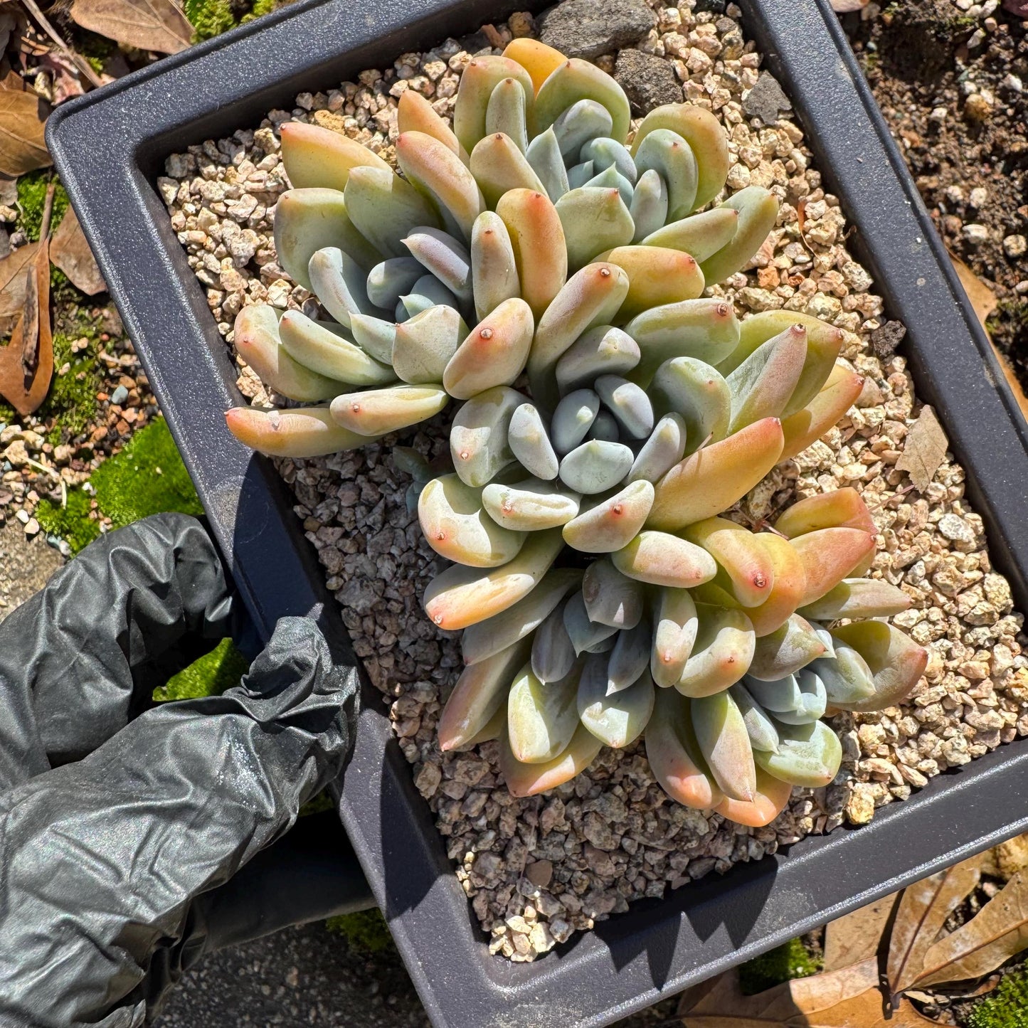 Echeveria 'Red ivory cluster ', 3.9inches, 5heads, nice color , Bare Root, Imported Rare Succulent