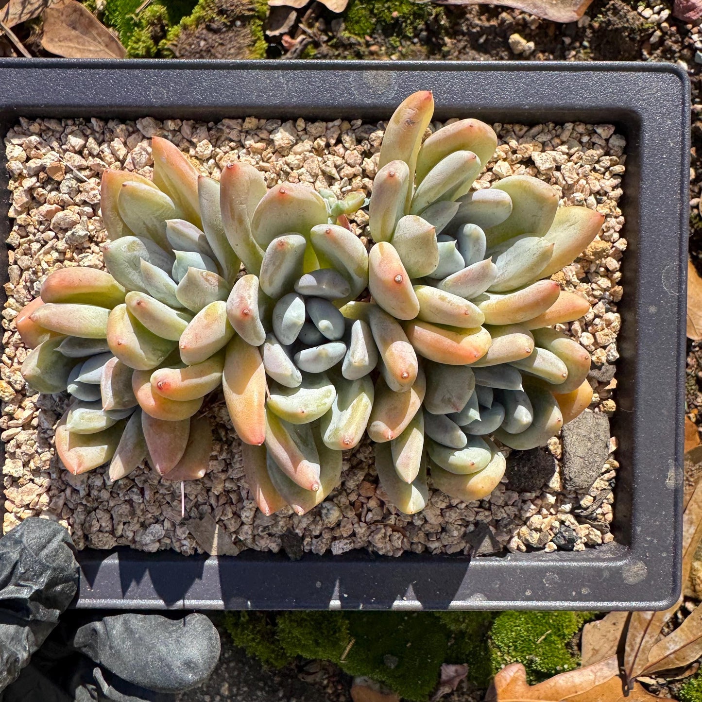 Echeveria 'Red ivory cluster ', 3.9inches, 5heads, nice color , Bare Root, Imported Rare Succulent