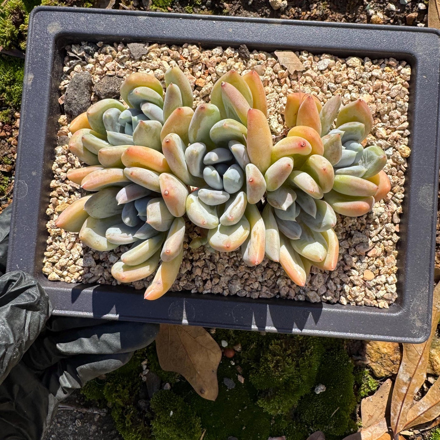 Echeveria 'Red ivory cluster ', 3.9inches, 5heads, nice color , Bare Root, Imported Rare Succulent