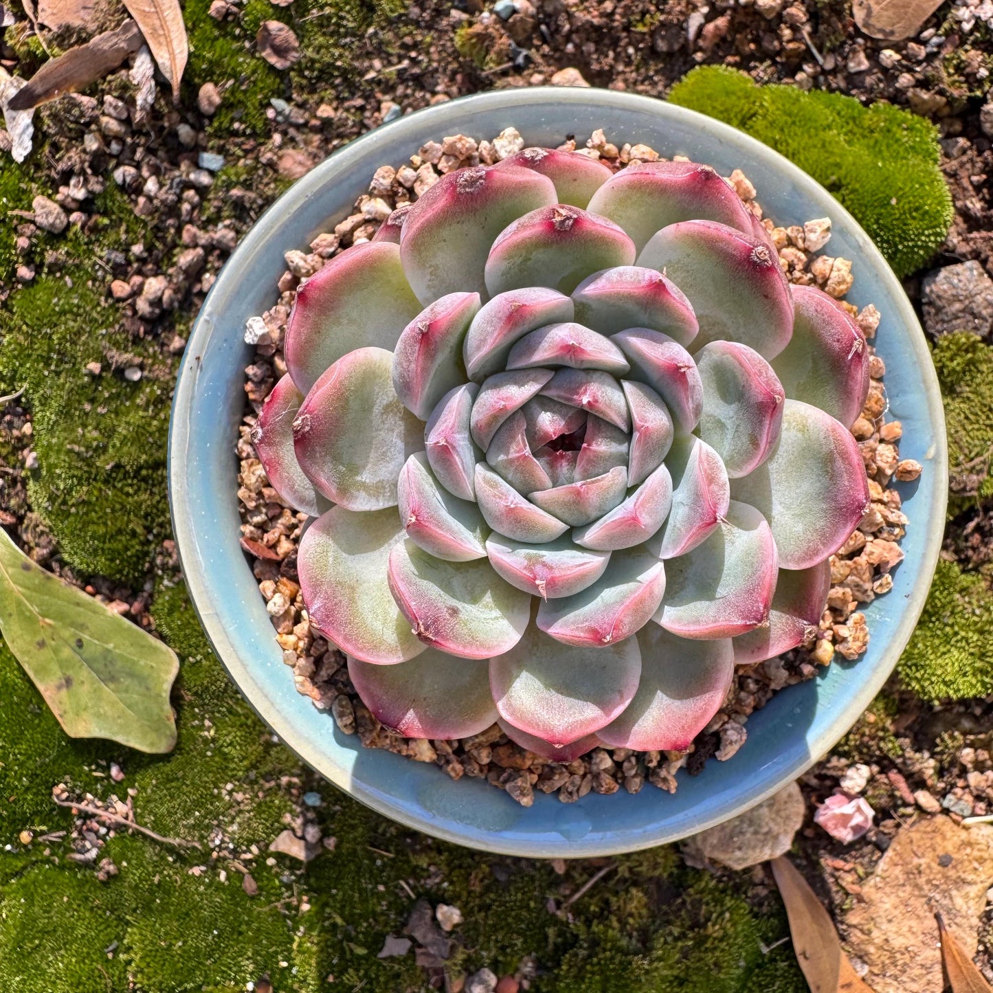Echeveria ‘Sailor Moon'', single head, 2.5inches , great quality, Bare Root, Imported Rare Succulent, gift
