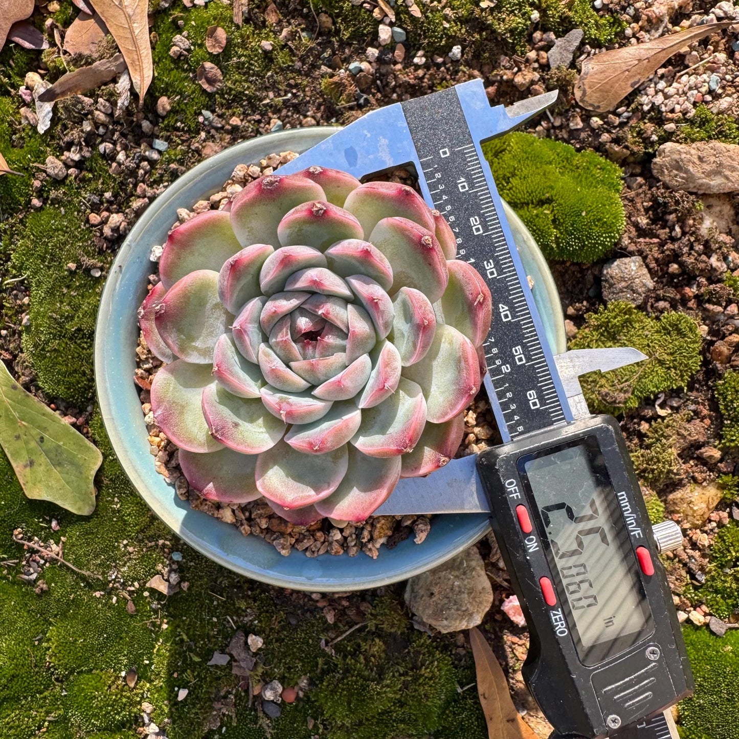 Echeveria ‘Sailor Moon'', single head, 2.5inches , great quality, Bare Root, Imported Rare Succulent, gift