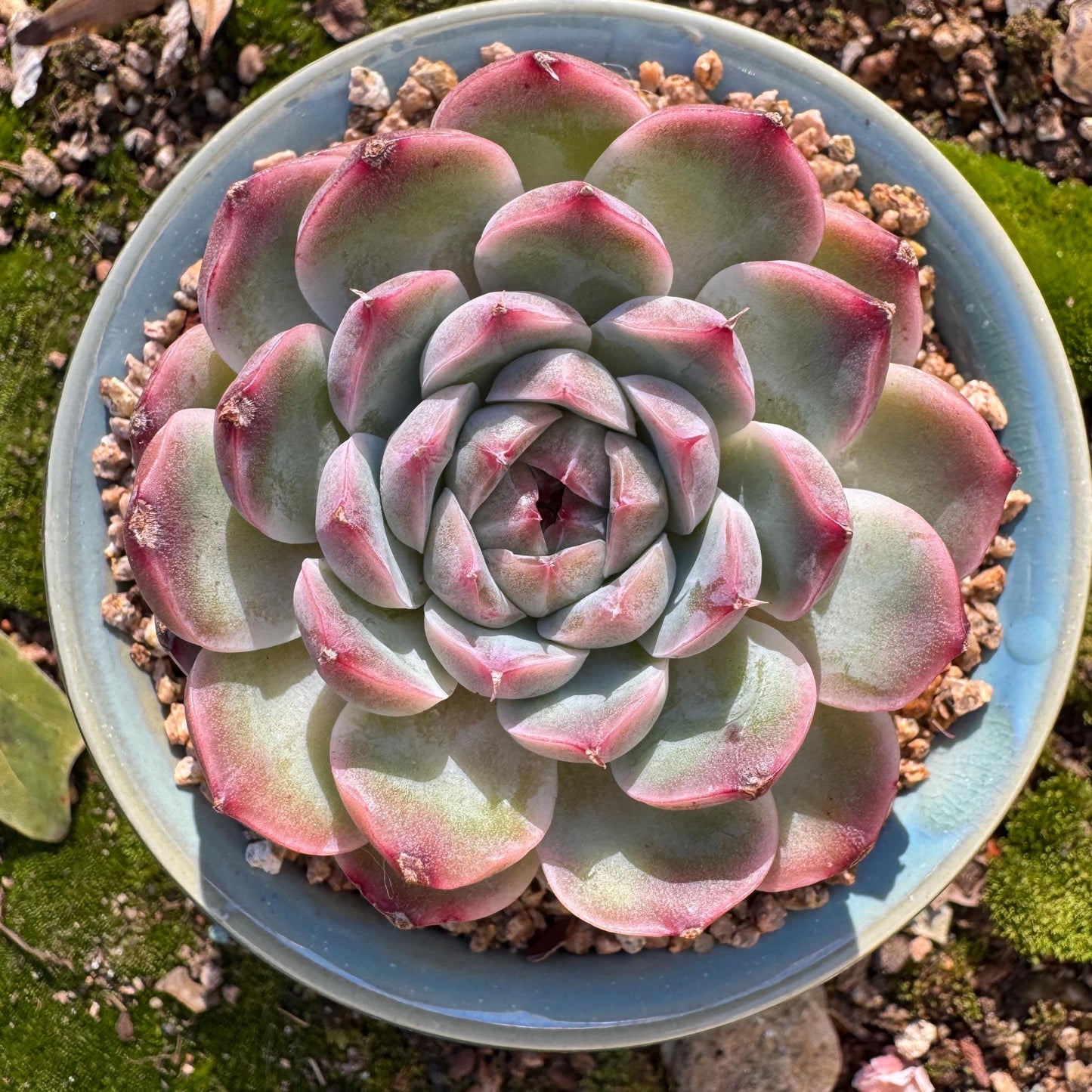 Echeveria ‘Sailor Moon'', single head, 2.5inches , great quality, Bare Root, Imported Rare Succulent, gift