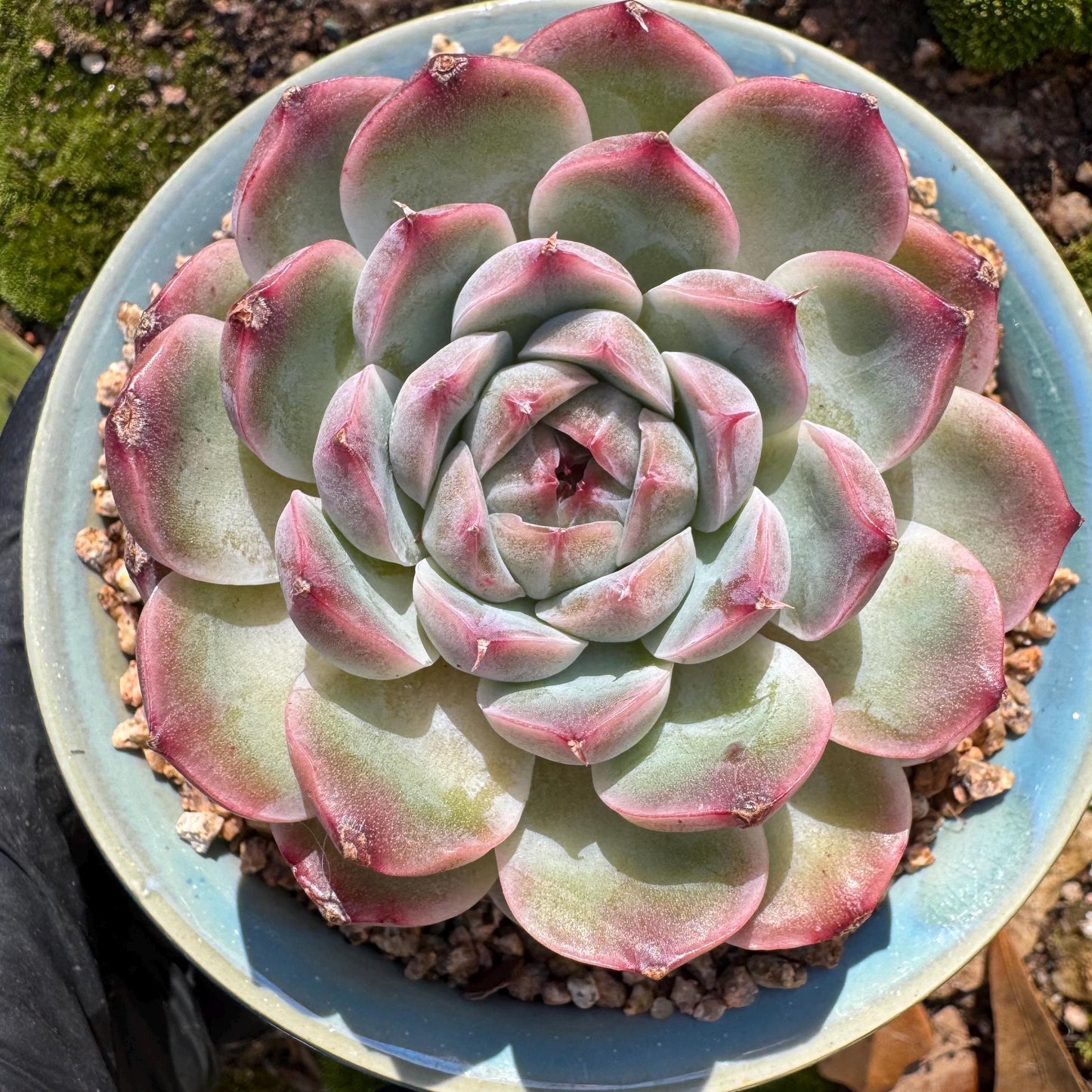 Echeveria ‘Sailor Moon'', single head, 2.5inches , great quality, Bare Root, Imported Rare Succulent, gift