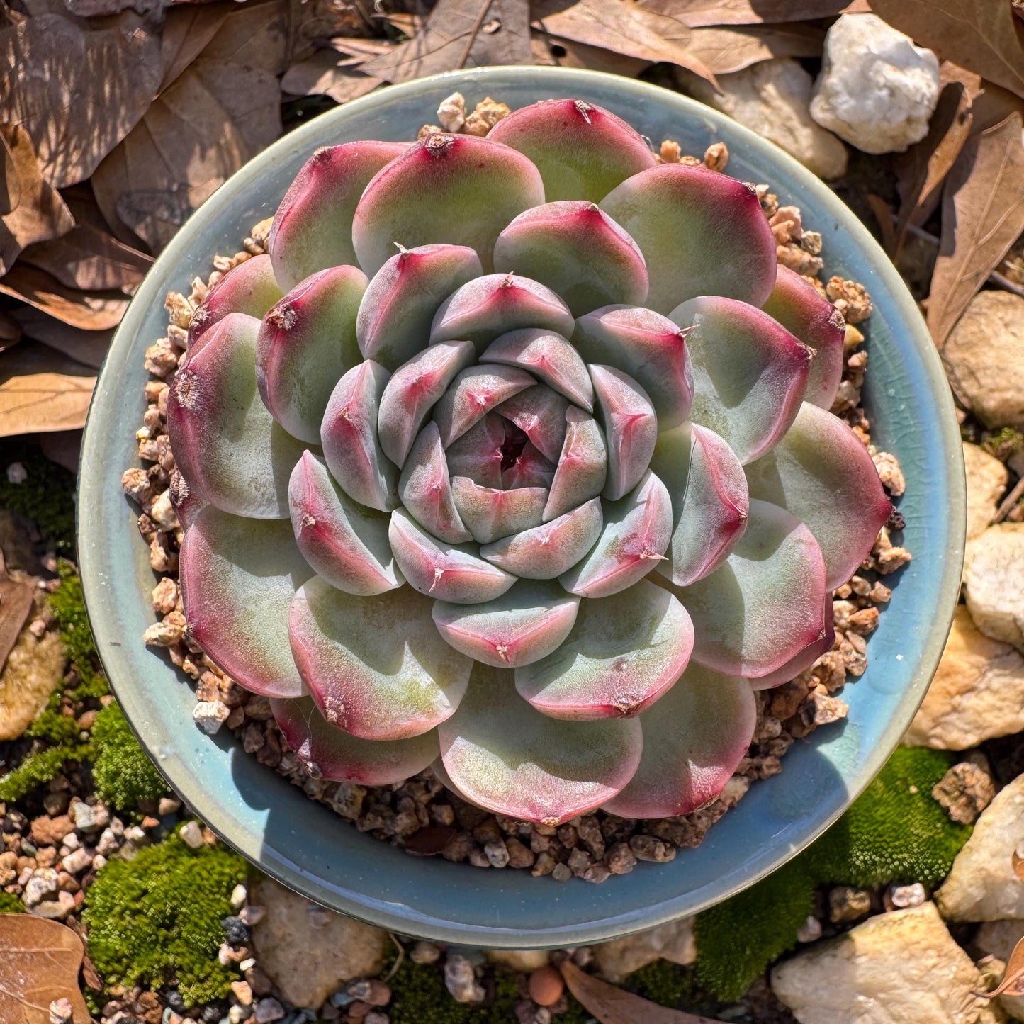Echeveria ‘Sailor Moon'', single head, 2.5inches , great quality, Bare Root, Imported Rare Succulent, gift