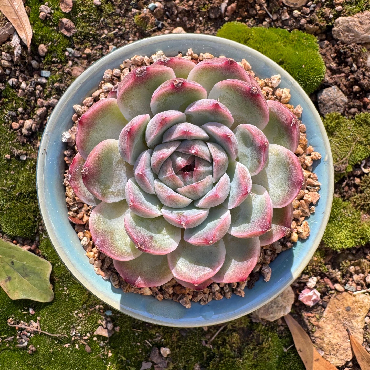 Echeveria ‘Sailor Moon'', single head, 2.5inches , great quality, Bare Root, Imported Rare Succulent, gift