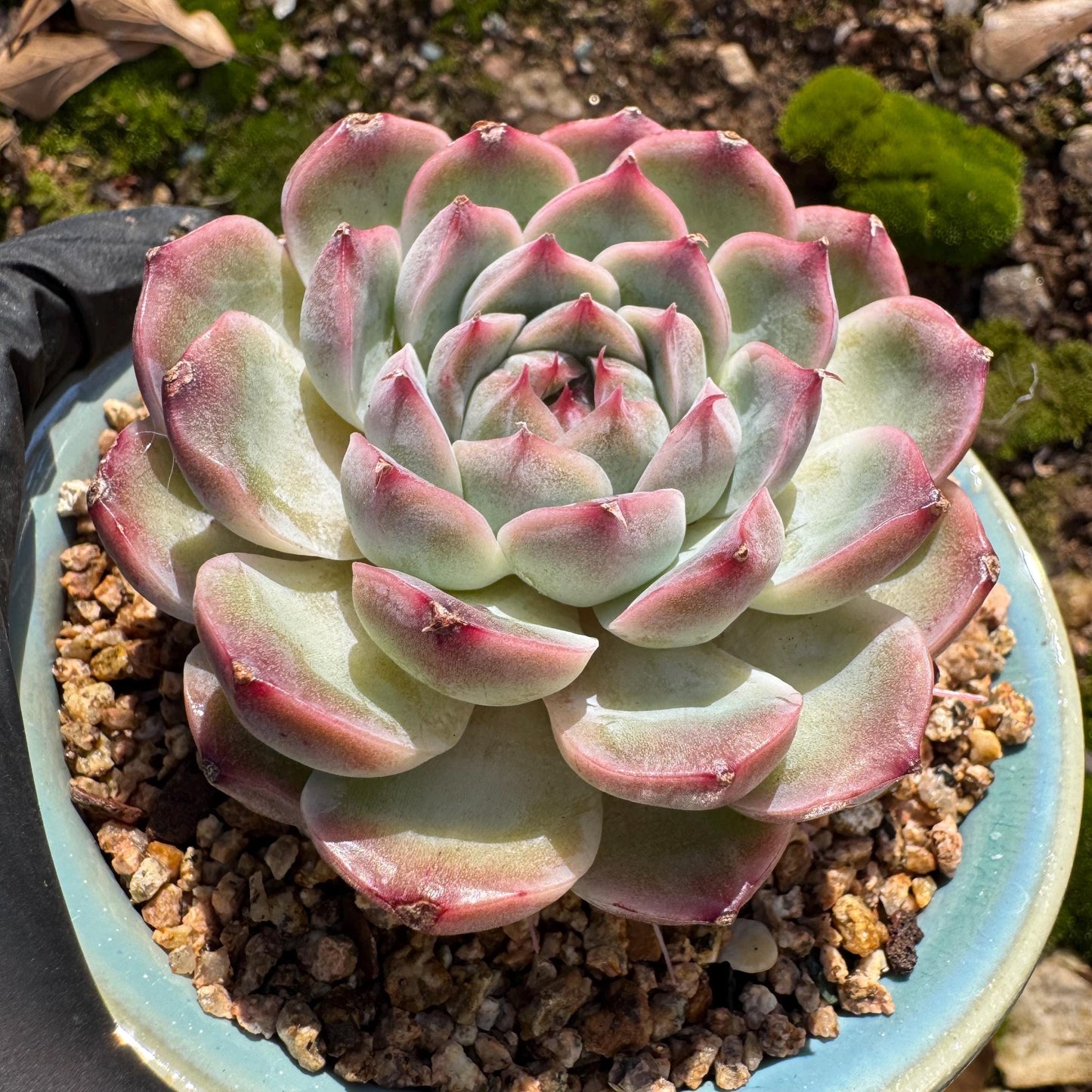 Echeveria ‘Sailor Moon'', single head, 2.5inches , great quality, Bare Root, Imported Rare Succulent, gift