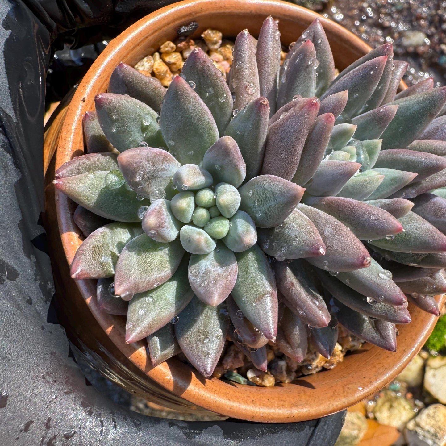 Pachyphytum’ Yumeiren sp. ’ cluster , 3inches, new hybrid, 3heads, nice color