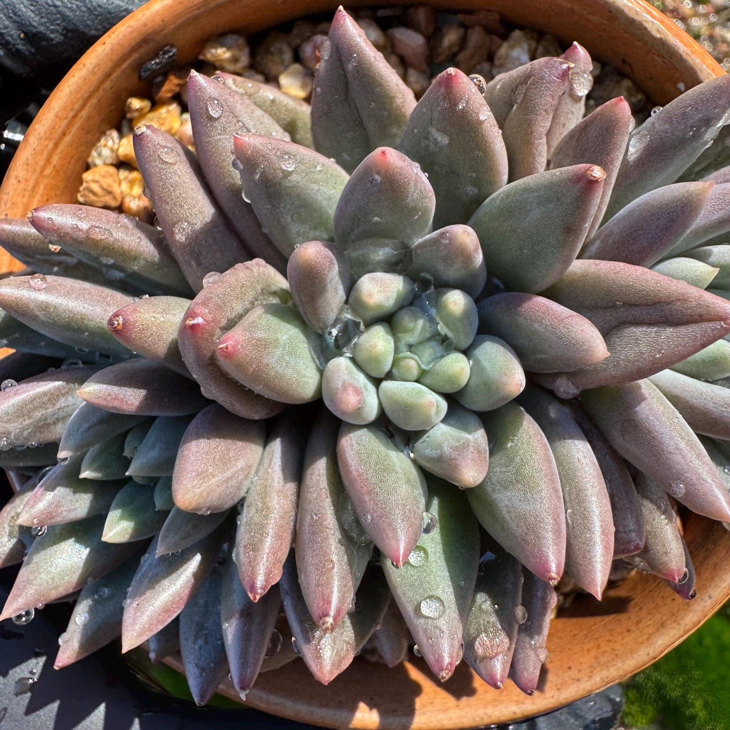 Pachyphytum’ Yumeiren sp. ’ cluster , 3inches, new hybrid, 3heads, nice color