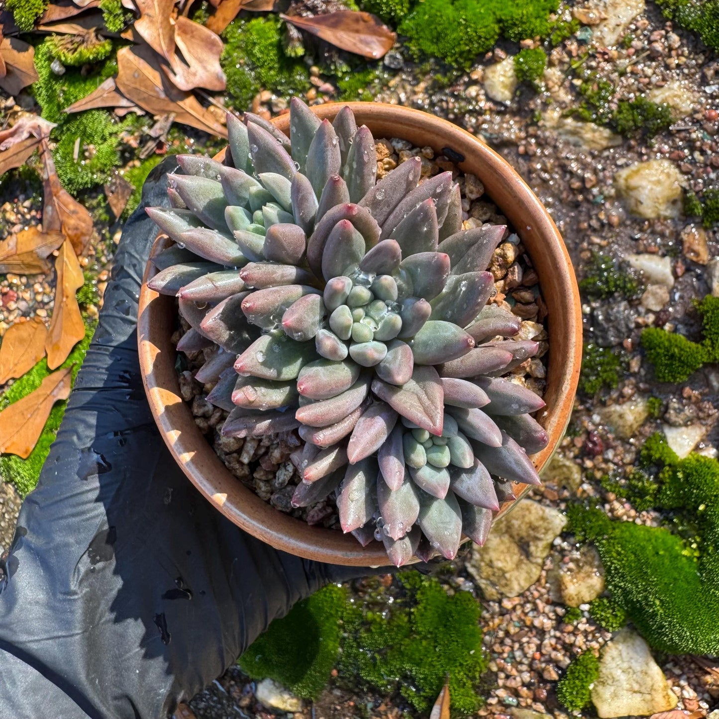 Pachyphytum’ Yumeiren sp. ’ cluster , 3inches, new hybrid, 3heads, nice color
