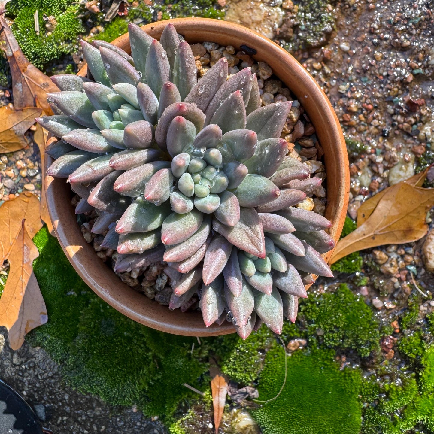 Pachyphytum’ Yumeiren sp. ’ cluster , 3inches, new hybrid, 3heads, nice color