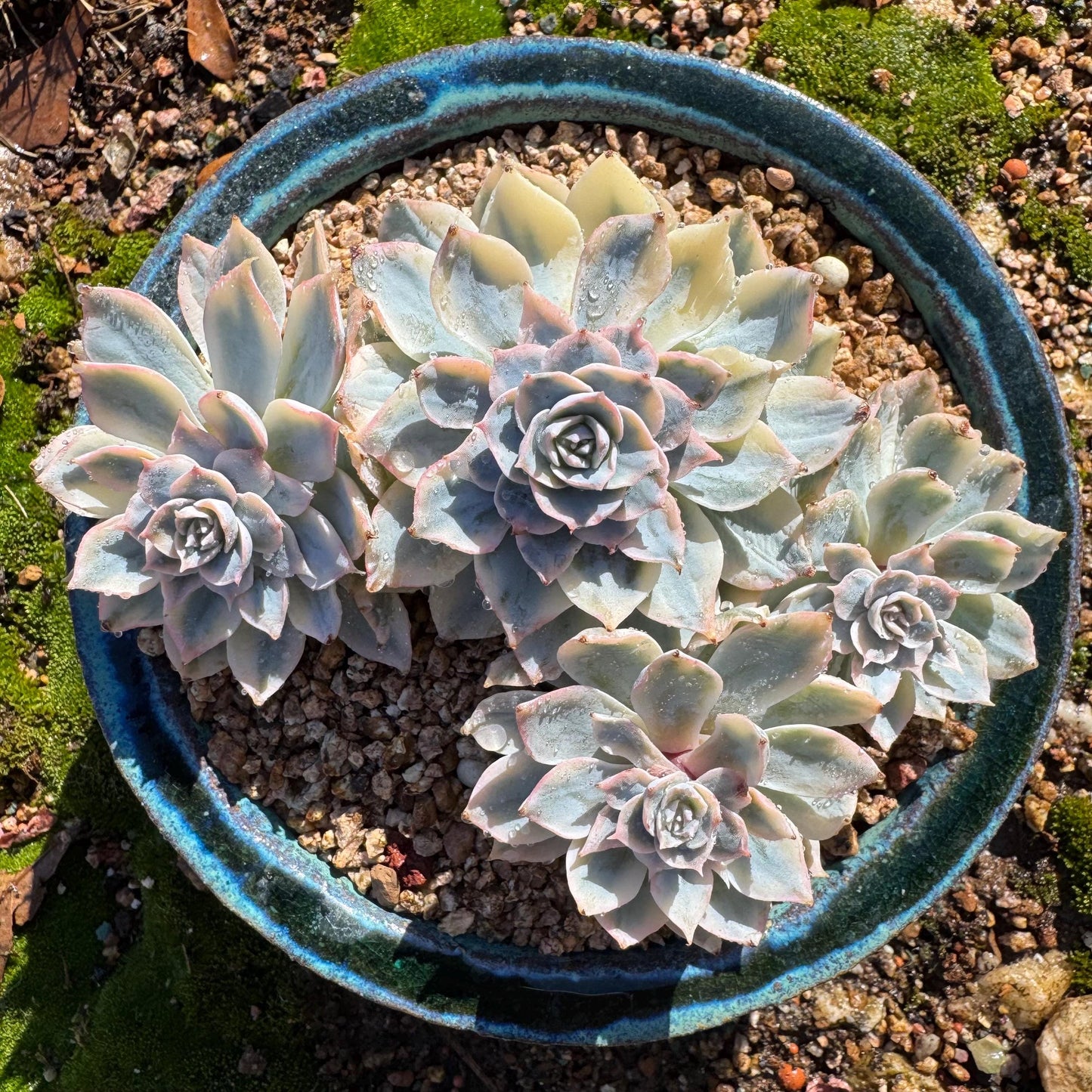 Echeveria 'Ruyonii 'variegated cluster, 4heads, 3.7inches, nice color, Bare Root, Imported Rare Succulent