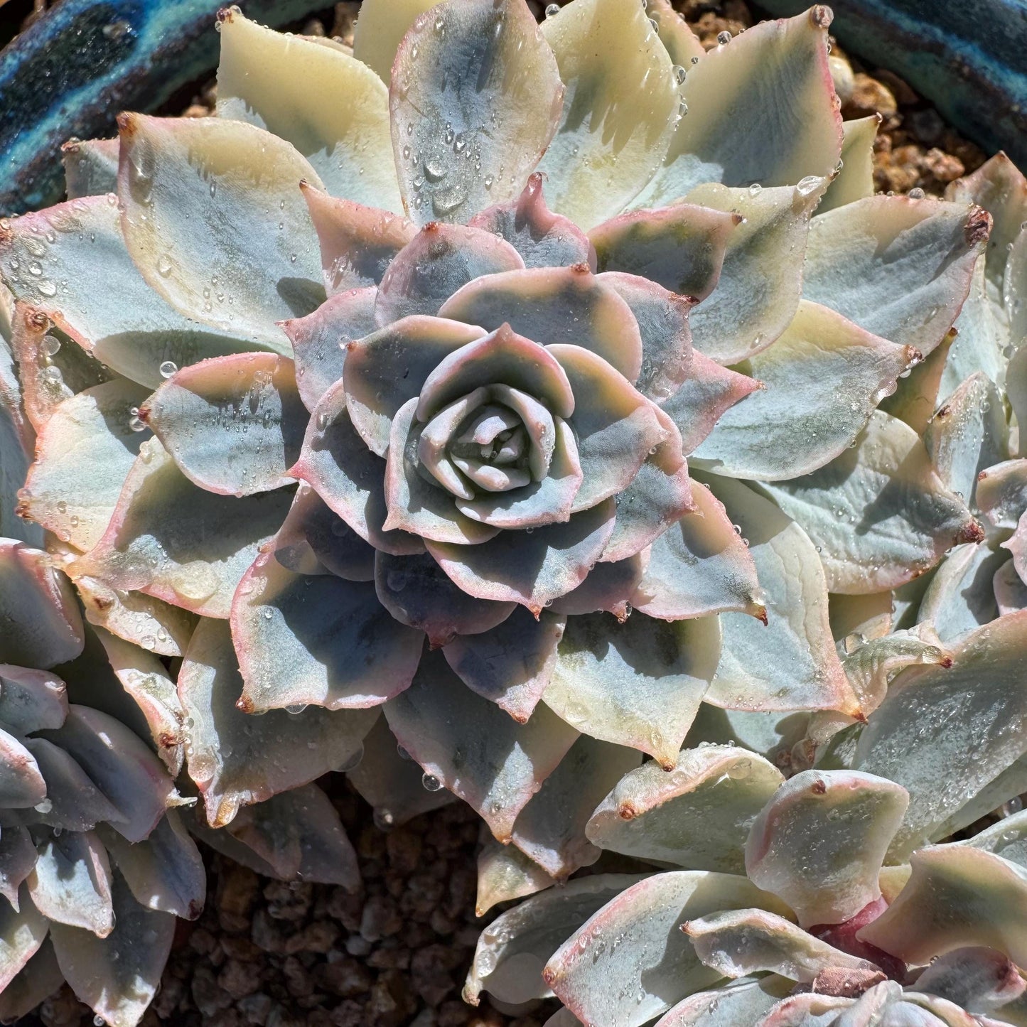 Echeveria 'Ruyonii 'variegated cluster, 4heads, 3.7inches, nice color, Bare Root, Imported Rare Succulent
