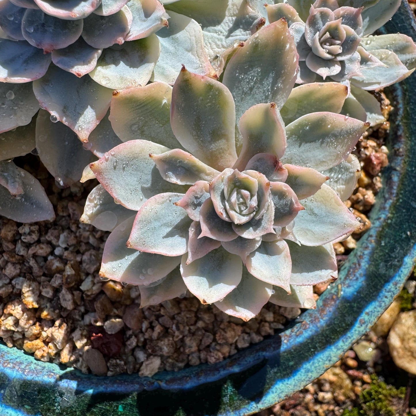 Echeveria 'Ruyonii 'variegated cluster, 4heads, 3.7inches, nice color, Bare Root, Imported Rare Succulent