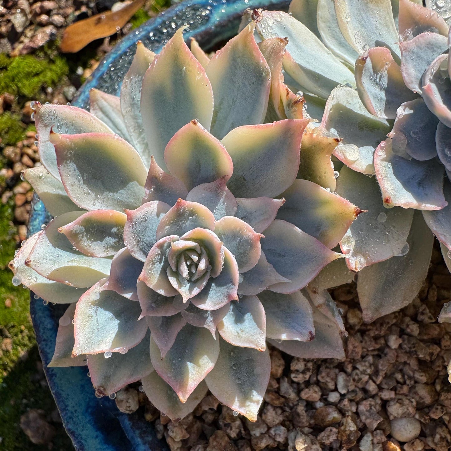 Echeveria 'Ruyonii 'variegated cluster, 4heads, 3.7inches, nice color, Bare Root, Imported Rare Succulent