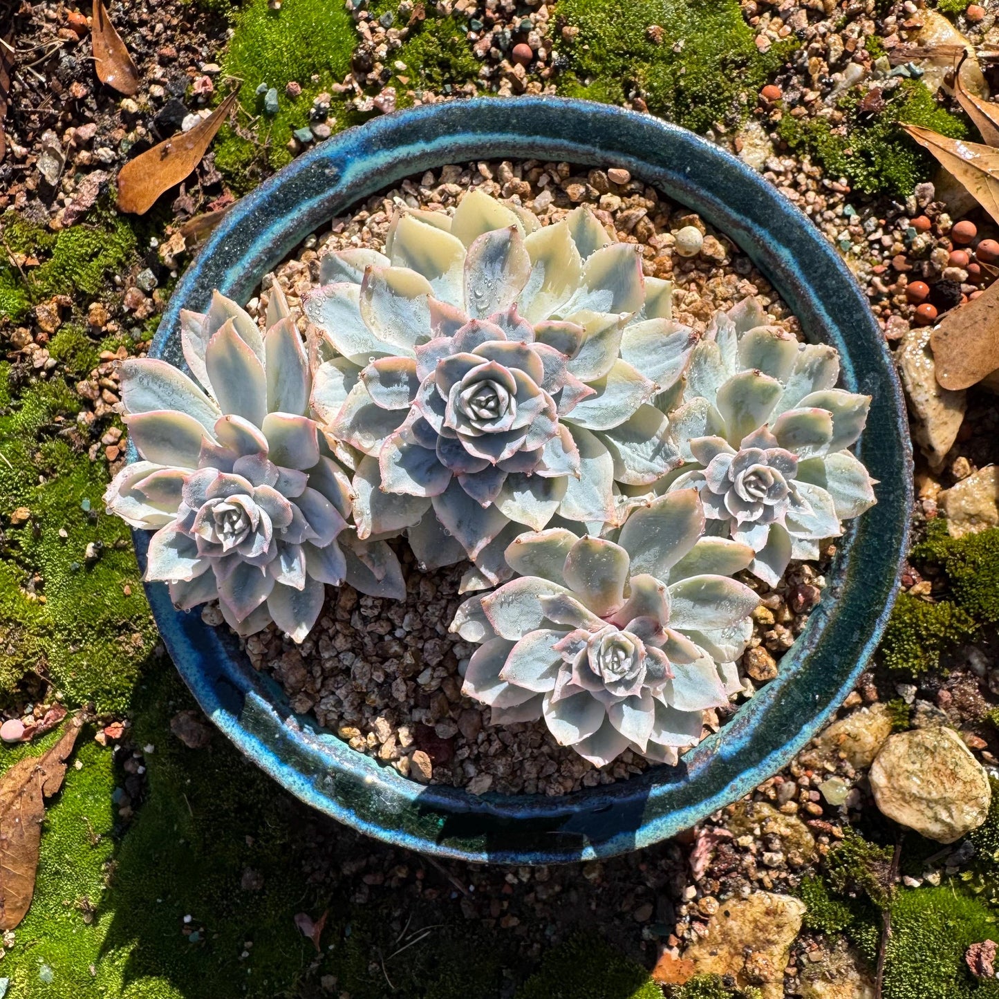 Echeveria 'Ruyonii 'variegated cluster, 4heads, 3.7inches, nice color, Bare Root, Imported Rare Succulent