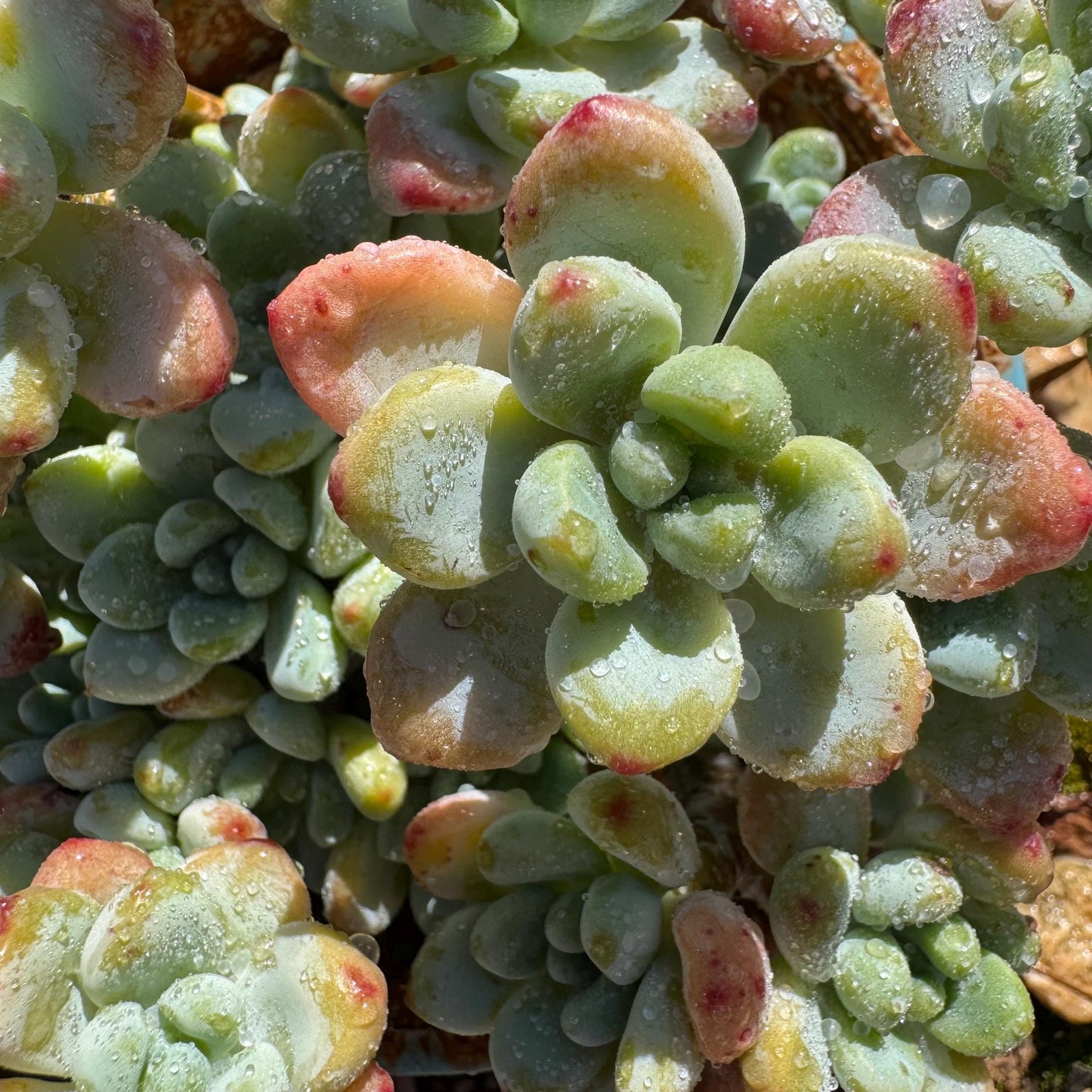 Sedum clavatum cluster, 4.4inches, Bare Root, Imported Rare Succulent, live plant