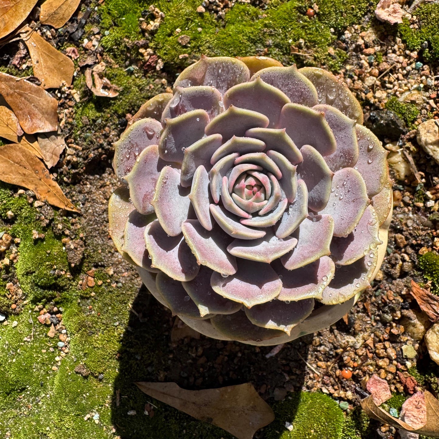 Echeveria 'Pink butterfly ', 1head, 3.5inches, ( mixed Onslow X Laura,) Bare Root, Imported Rare Succulent, live plant, gift