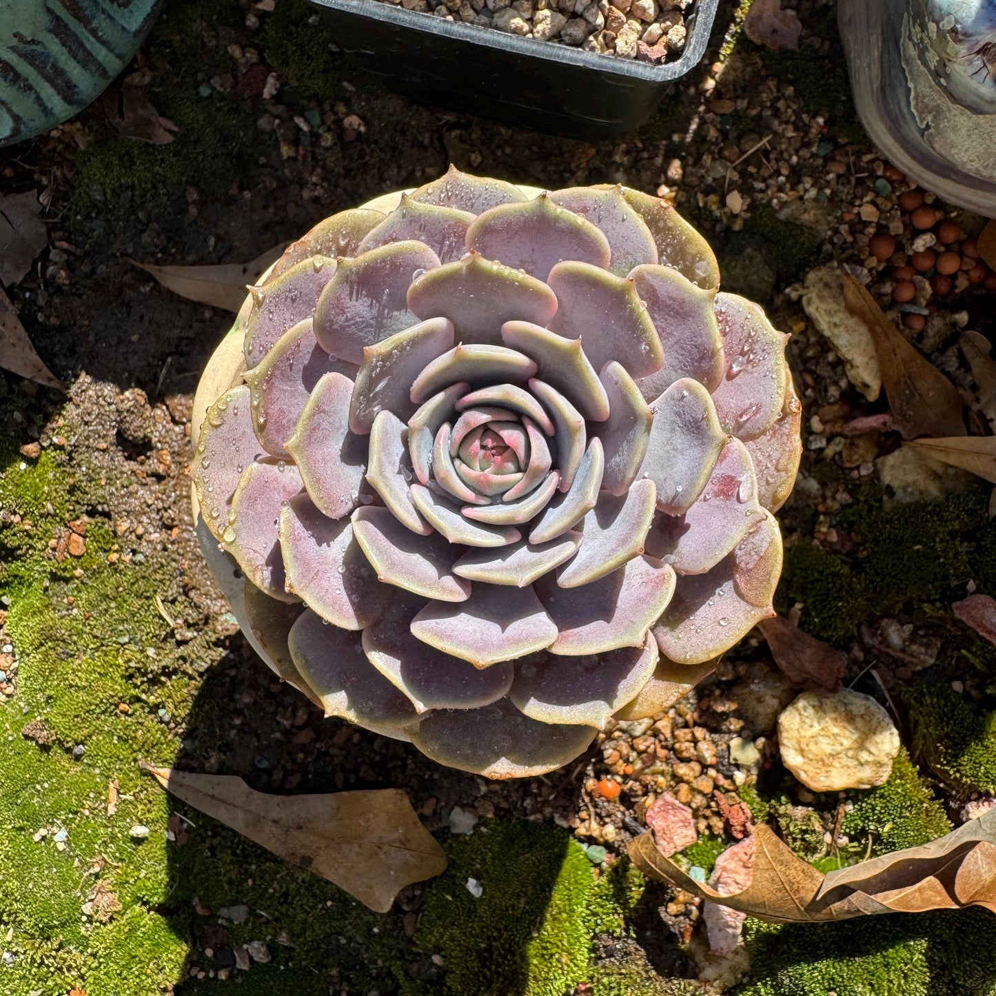 Echeveria 'Pink butterfly ', 1head, 3.5inches, ( mixed Onslow X Laura,) Bare Root, Imported Rare Succulent, live plant, gift