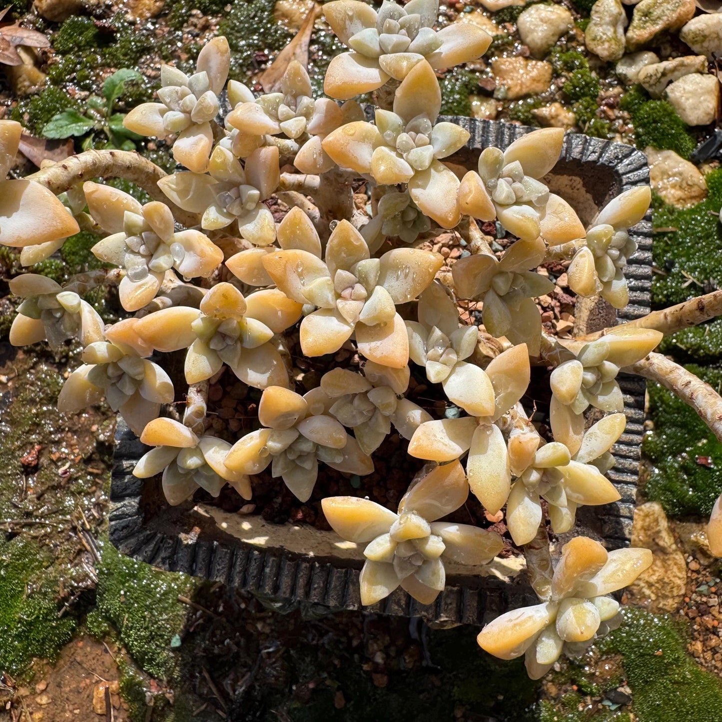Graptopetalum 'Victor Kane' cluster, 5.2 inches, a lot of heads, bare Root, live plant, Imported Rare Succulent