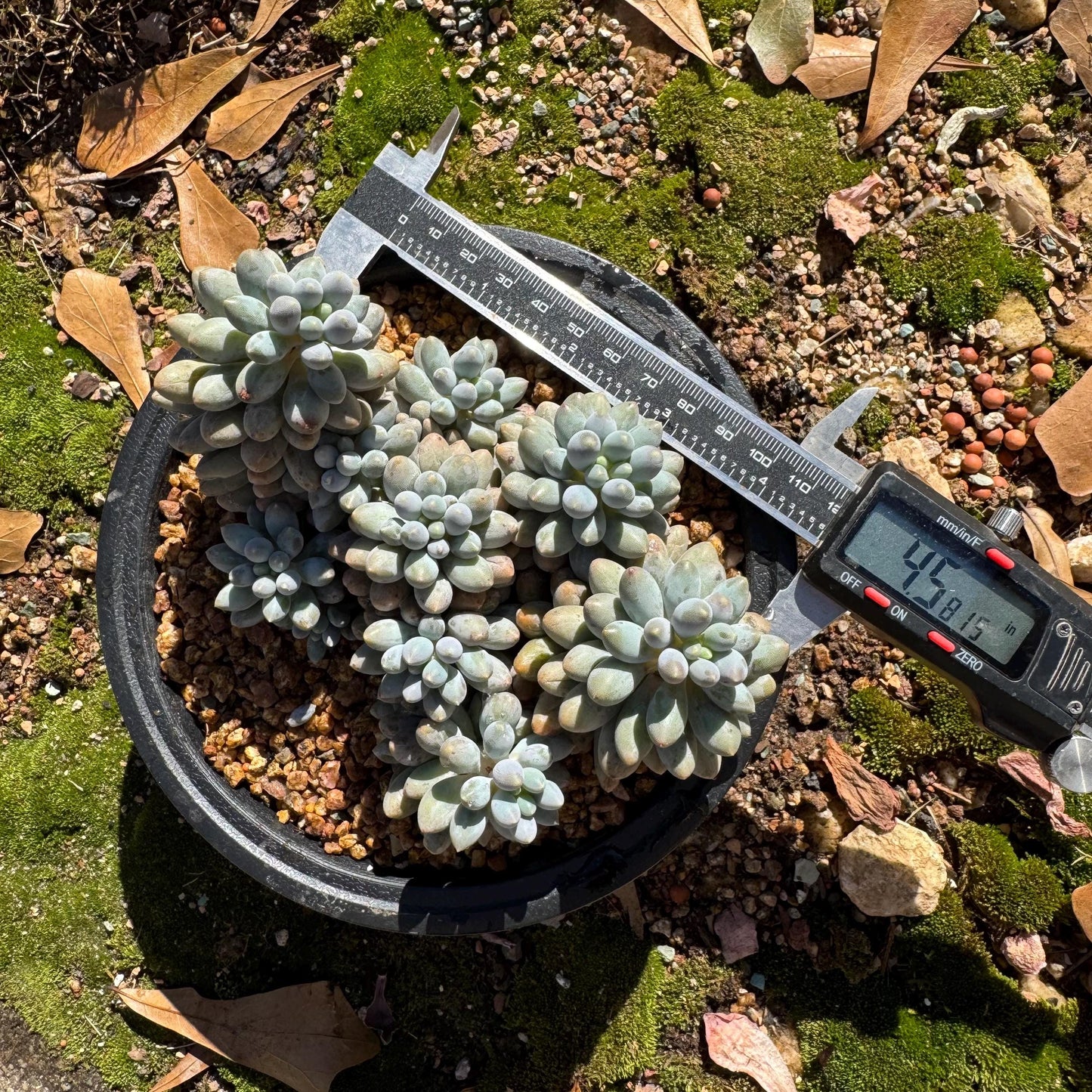Pachyphytum' Baby Finger' big cluster, 4.5inches, Bare Root, Imported Rare Succulent, many heads.