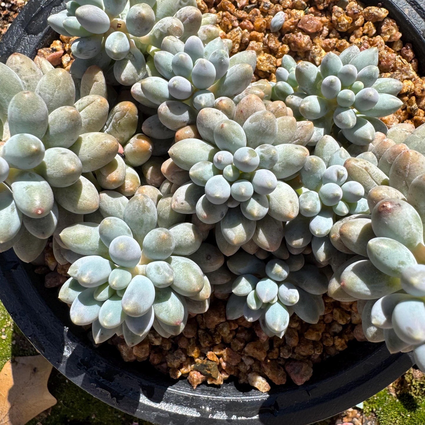 Pachyphytum' Baby Finger' big cluster, 4.5inches, Bare Root, Imported Rare Succulent, many heads.