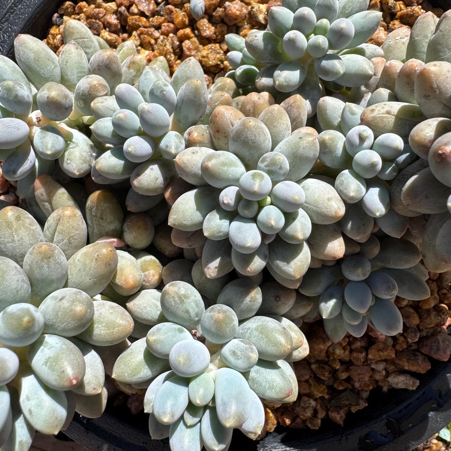 Pachyphytum' Baby Finger' big cluster, 4.5inches, Bare Root, Imported Rare Succulent, many heads.