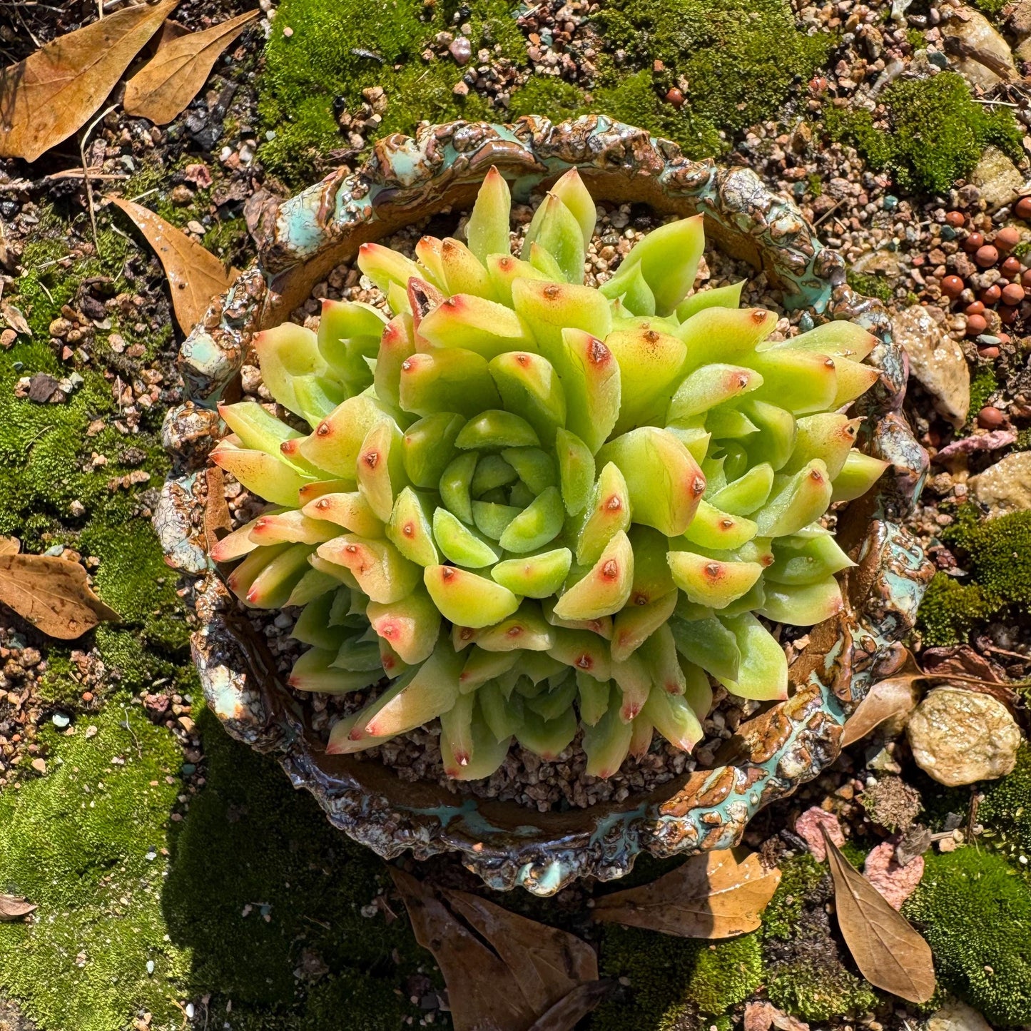 Echeveria' Malgan sp.' Cluster, 3.6inches , nice color Imported Rare Succulent, Bare Root, gift