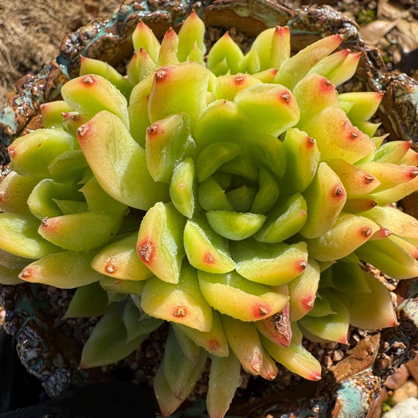 Echeveria' Malgan sp.' Cluster, 3.6inches , nice color Imported Rare Succulent, Bare Root, gift