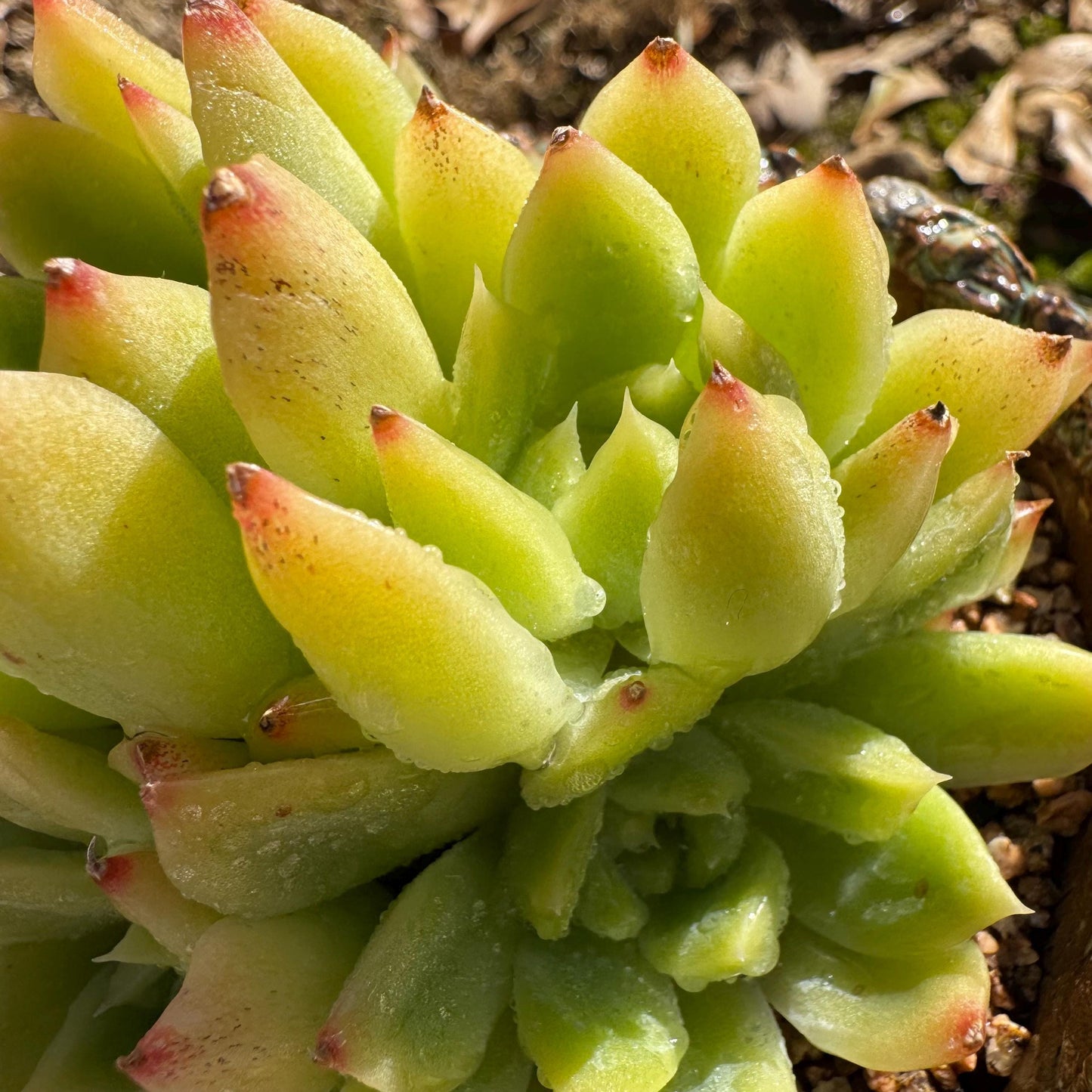 Echeveria' Malgan sp.' Cluster, 3.6inches , nice color Imported Rare Succulent, Bare Root, gift
