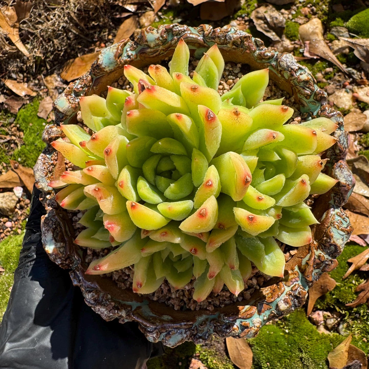 Echeveria' Malgan sp.' Cluster, 3.6inches , nice color Imported Rare Succulent, Bare Root, gift