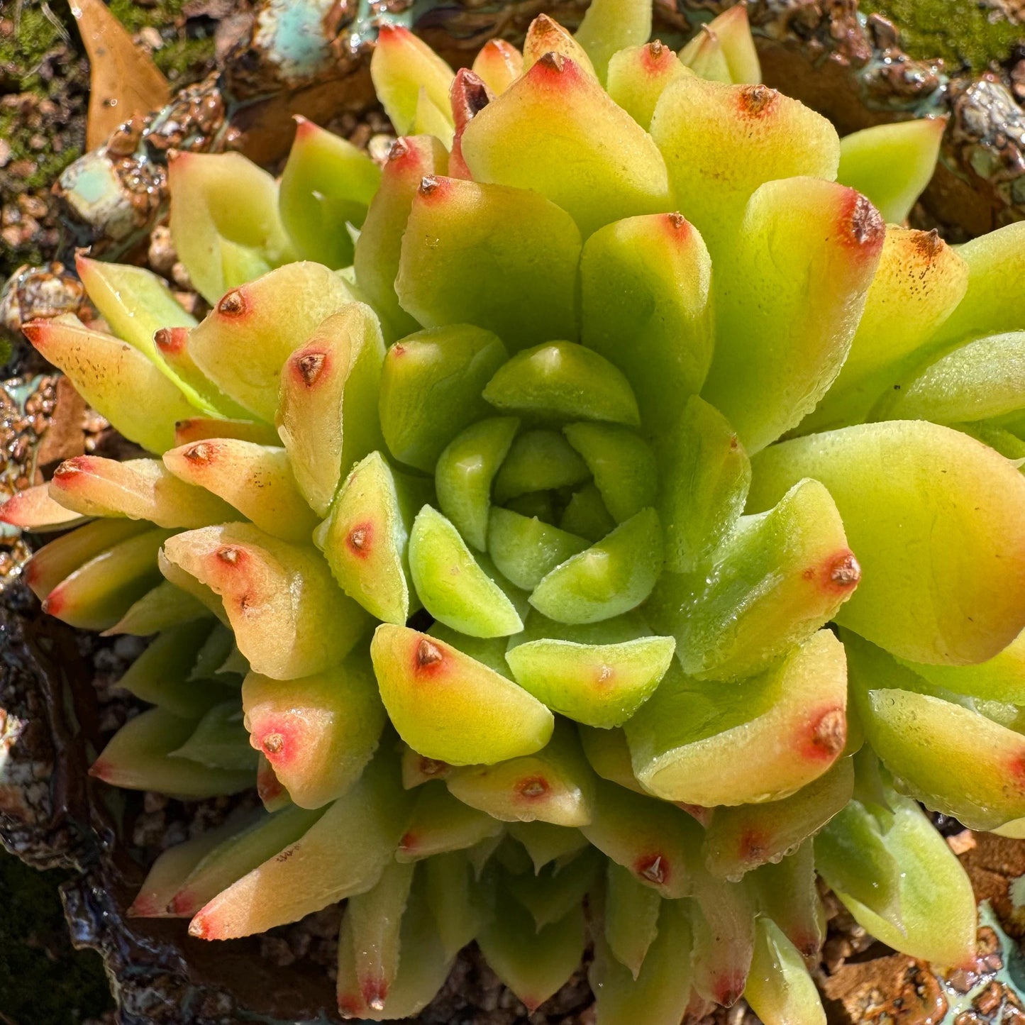 Echeveria' Malgan sp.' Cluster, 3.6inches , nice color Imported Rare Succulent, Bare Root, gift