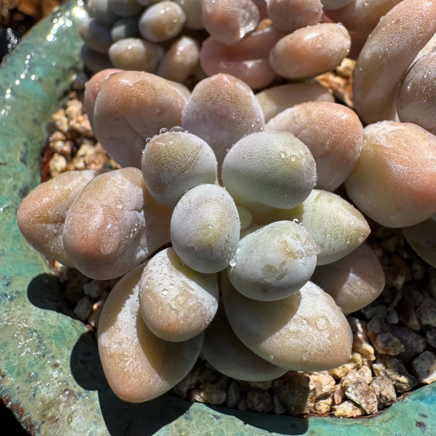 New ! Echeveria’ Pink Lover’ small cluster with a crest head , high quality, 3inches, live plant,imported succulents, live plant, gift