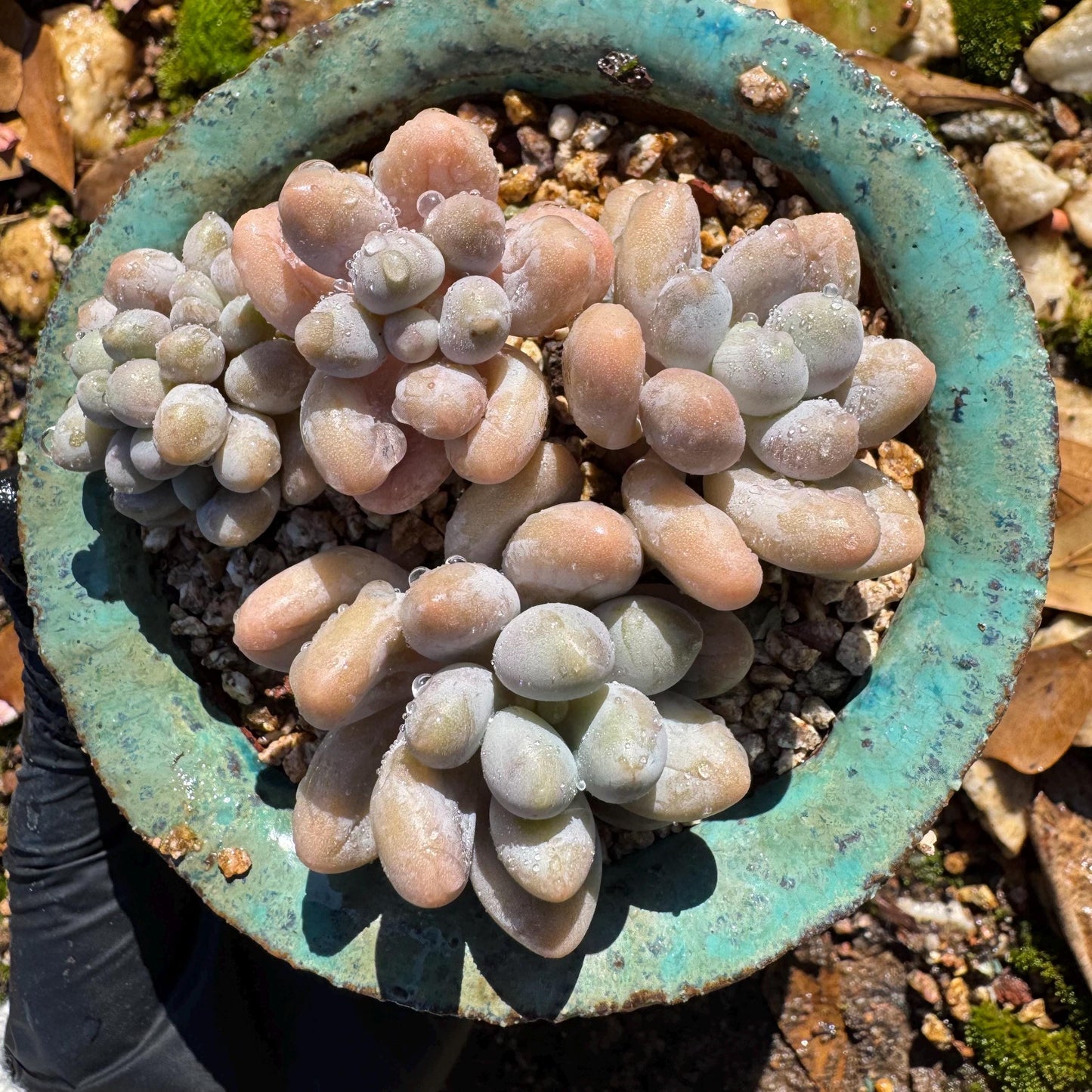 New ! Echeveria’ Pink Lover’ small cluster with a crest head , high quality, 3inches, live plant,imported succulents, live plant, gift