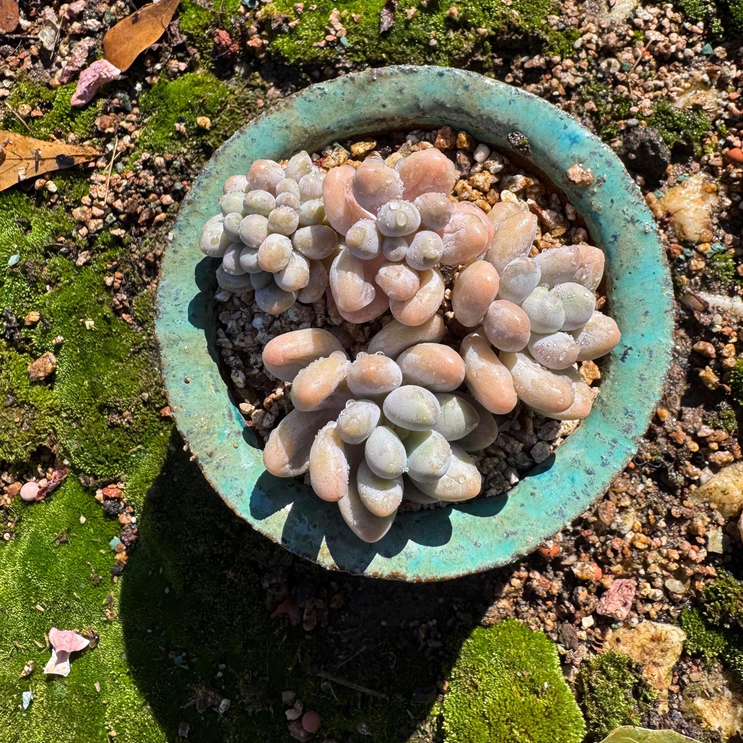 New ! Echeveria’ Pink Lover’ small cluster with a crest head , high quality, 3inches, live plant,imported succulents, live plant, gift