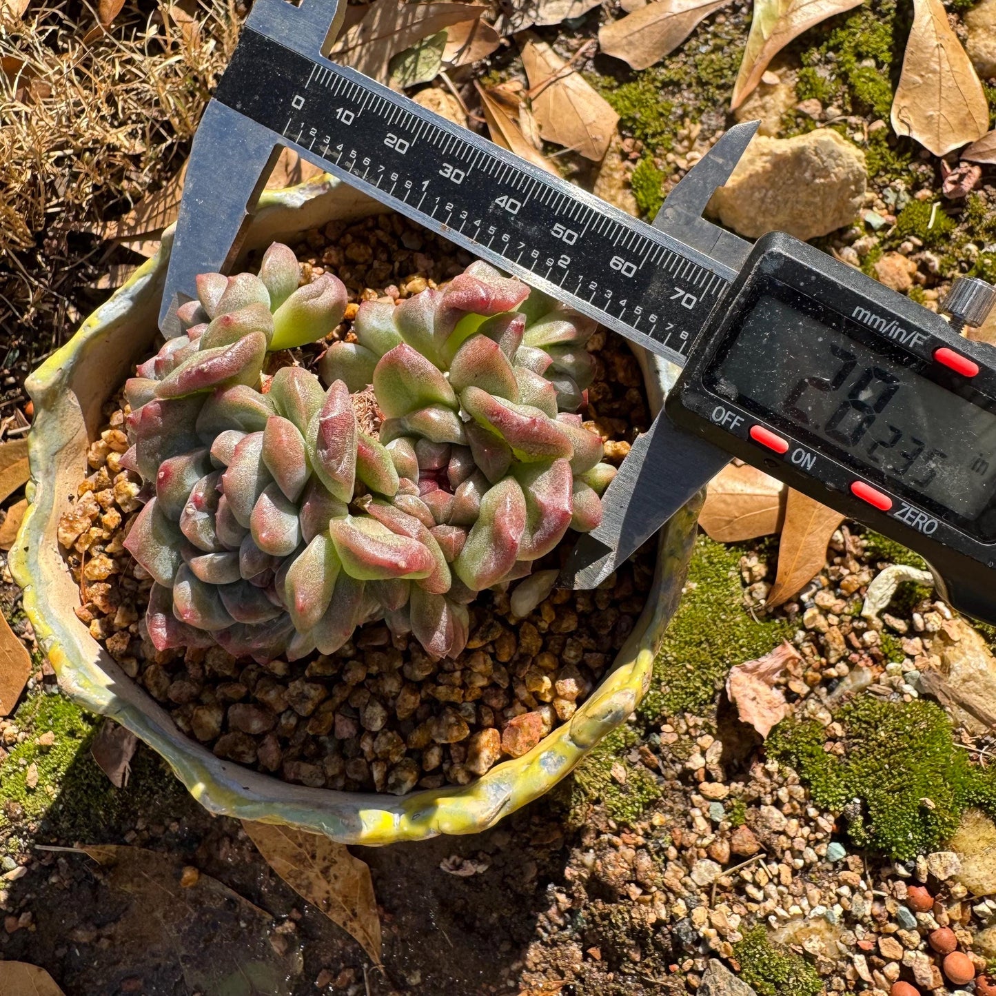 New! Echeveria 'Jade Pavilion ‘ crest cluster, 2.8inches,nice color, new hybrid, , Imported Rare Succulent, Bare Root, live plant