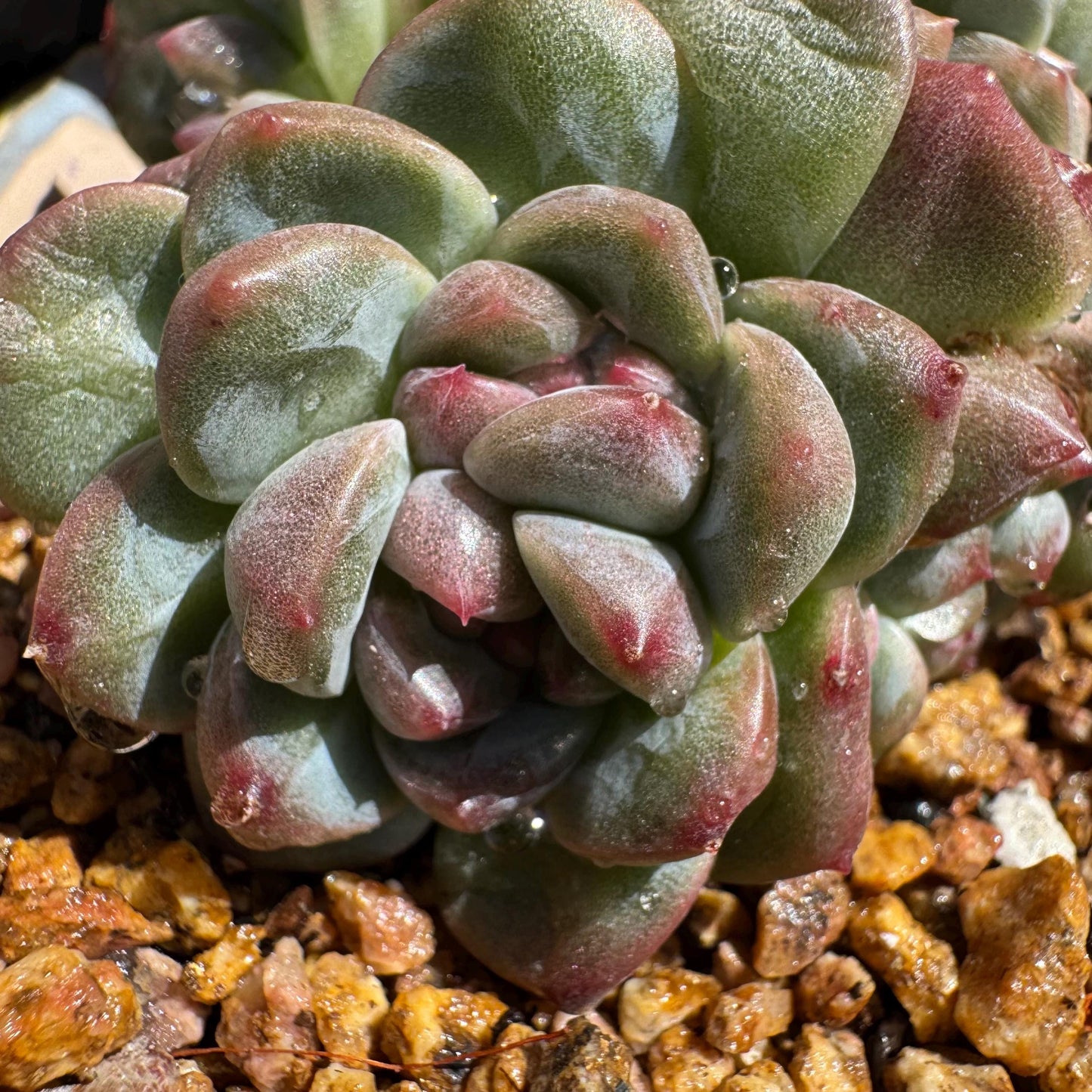 New! Echeveria 'Jade Pavilion ‘ crest cluster, 2.8inches,nice color, new hybrid, , Imported Rare Succulent, Bare Root, live plant