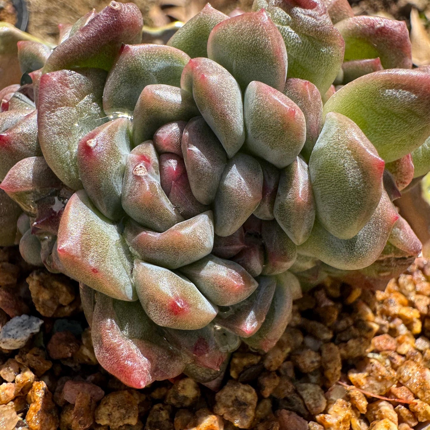 New! Echeveria 'Jade Pavilion ‘ crest cluster, 2.8inches,nice color, new hybrid, , Imported Rare Succulent, Bare Root, live plant