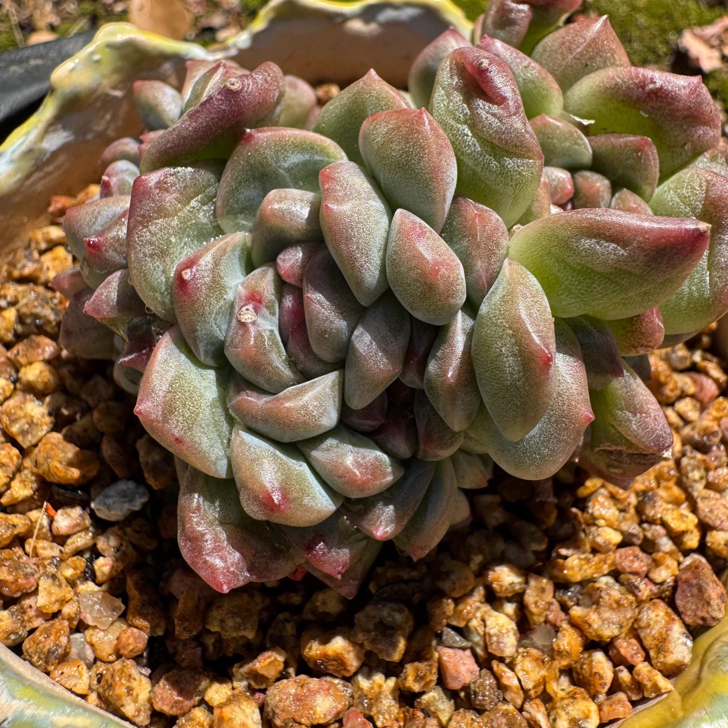 New! Echeveria 'Jade Pavilion ‘ crest cluster, 2.8inches,nice color, new hybrid, , Imported Rare Succulent, Bare Root, live plant