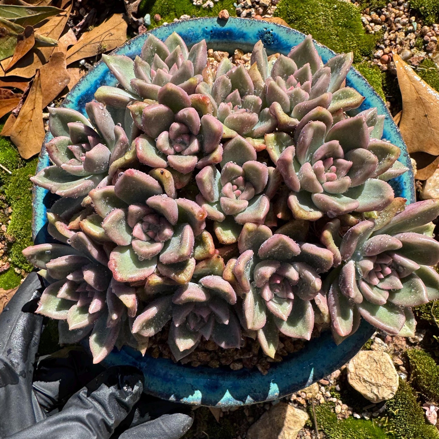 Echeveria 'Arzee' cluster, 5.1inches,Bare Root, Imported Rare Succulent, live plant, gift