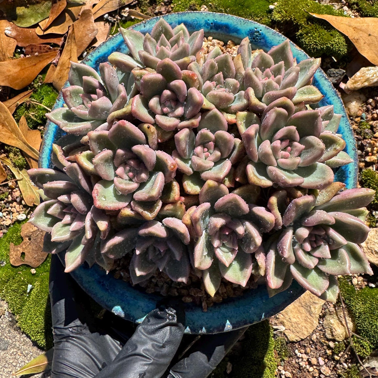 Echeveria 'Arzee' cluster, 5.1inches,Bare Root, Imported Rare Succulent, live plant, gift