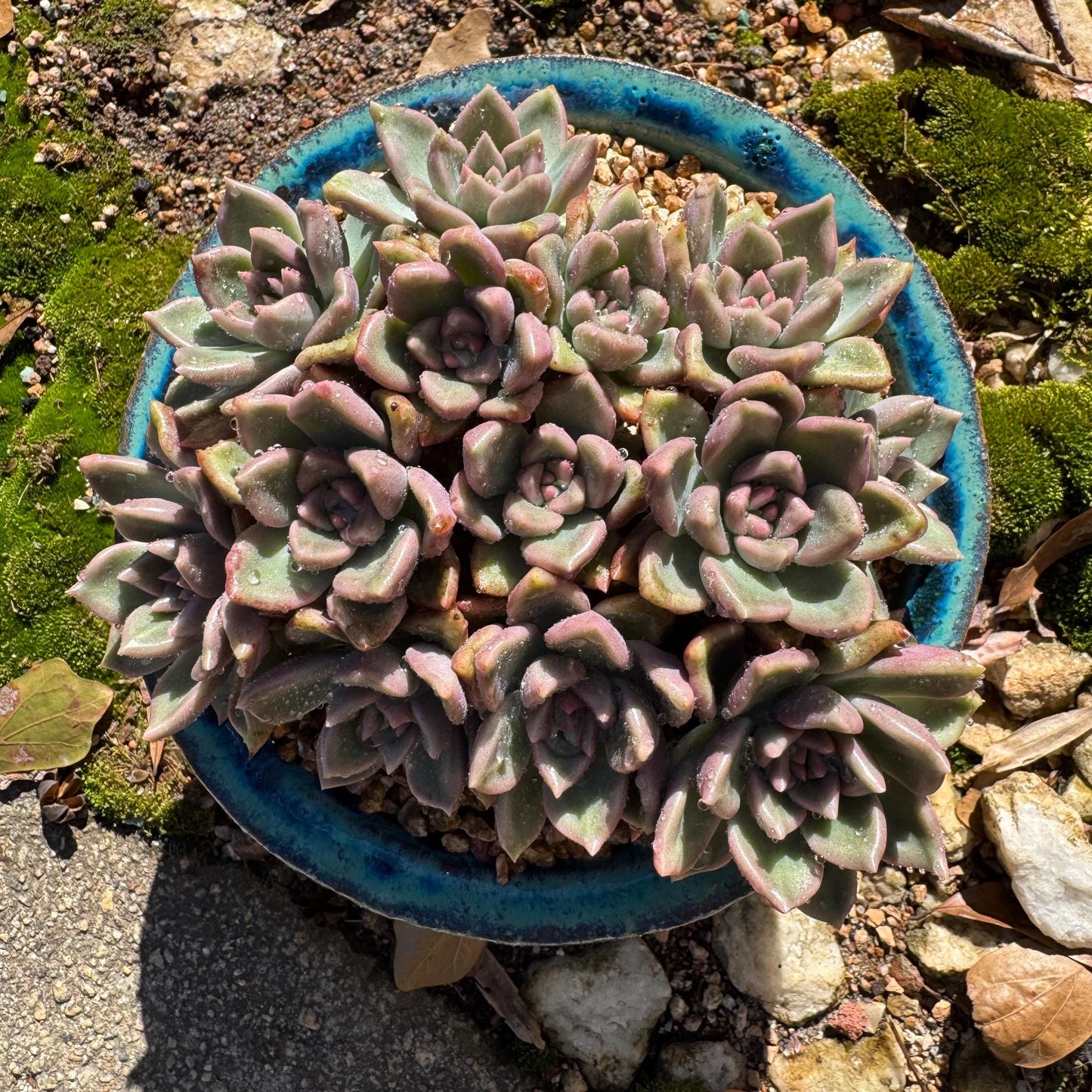 Echeveria 'Arzee' cluster, 5.1inches,Bare Root, Imported Rare Succulent, live plant, gift