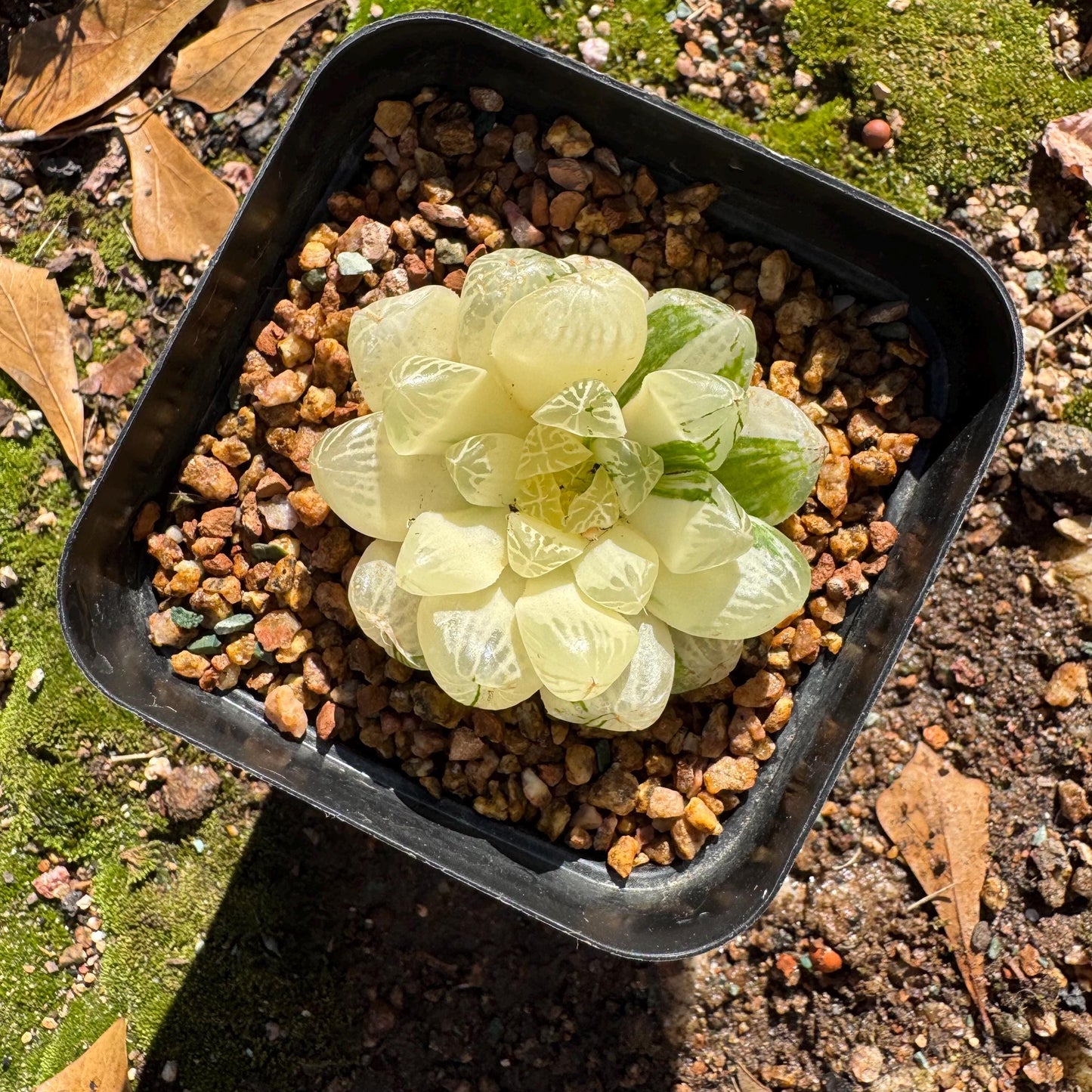 Haworthia' Cooperi Variegated'cluster, 2.2inches , Bare Root, Imported Rare Succulent, live plant.