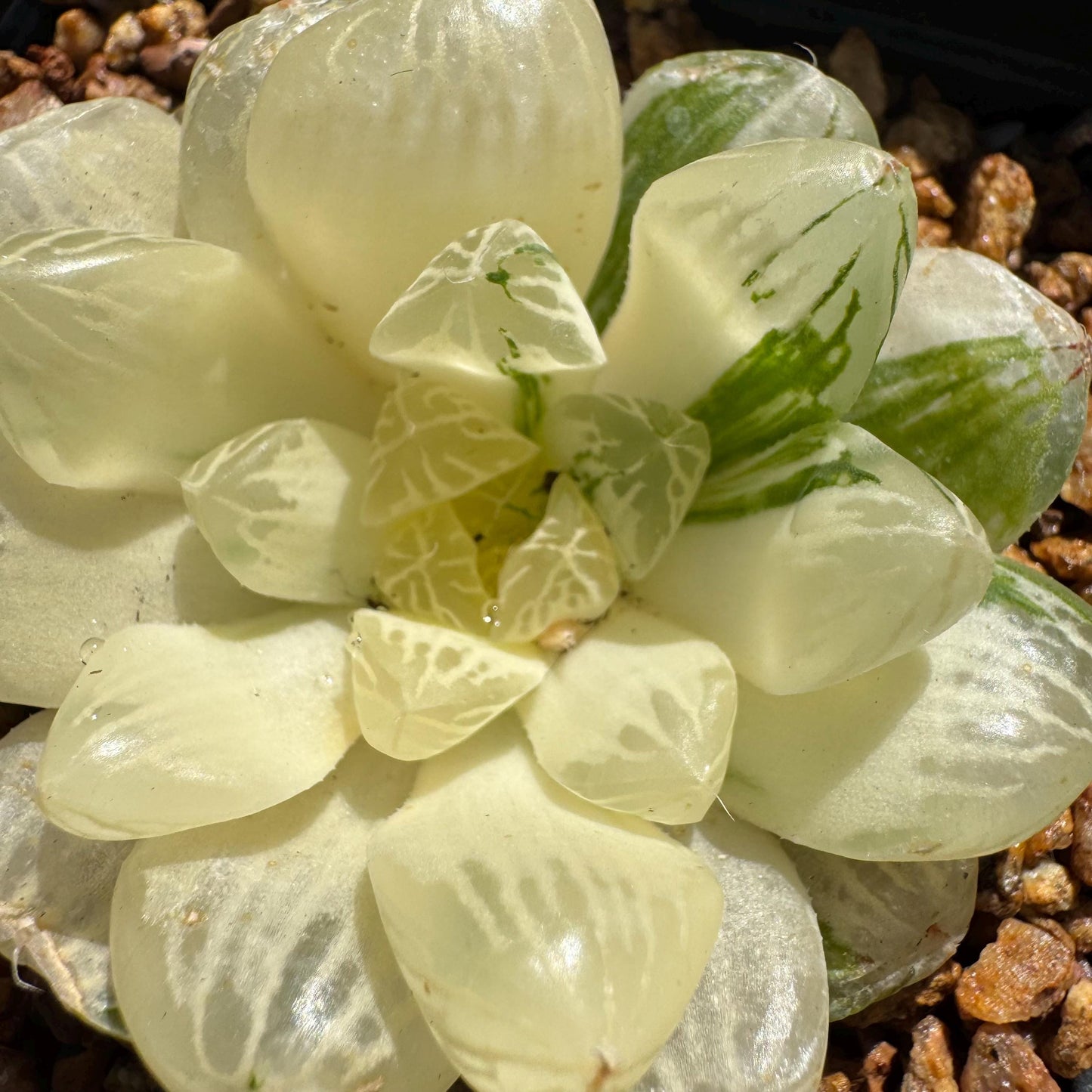Haworthia' Cooperi Variegated'cluster, 2.2inches , Bare Root, Imported Rare Succulent, live plant.