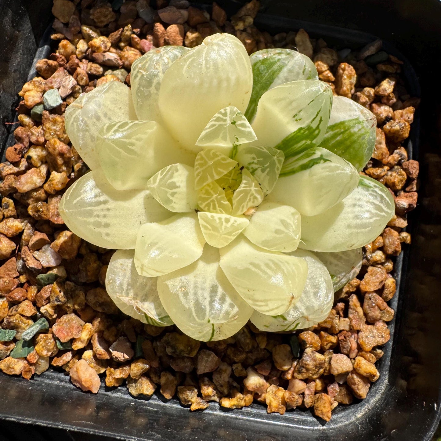 Haworthia' Cooperi Variegated'cluster, 2.2inches , Bare Root, Imported Rare Succulent, live plant.