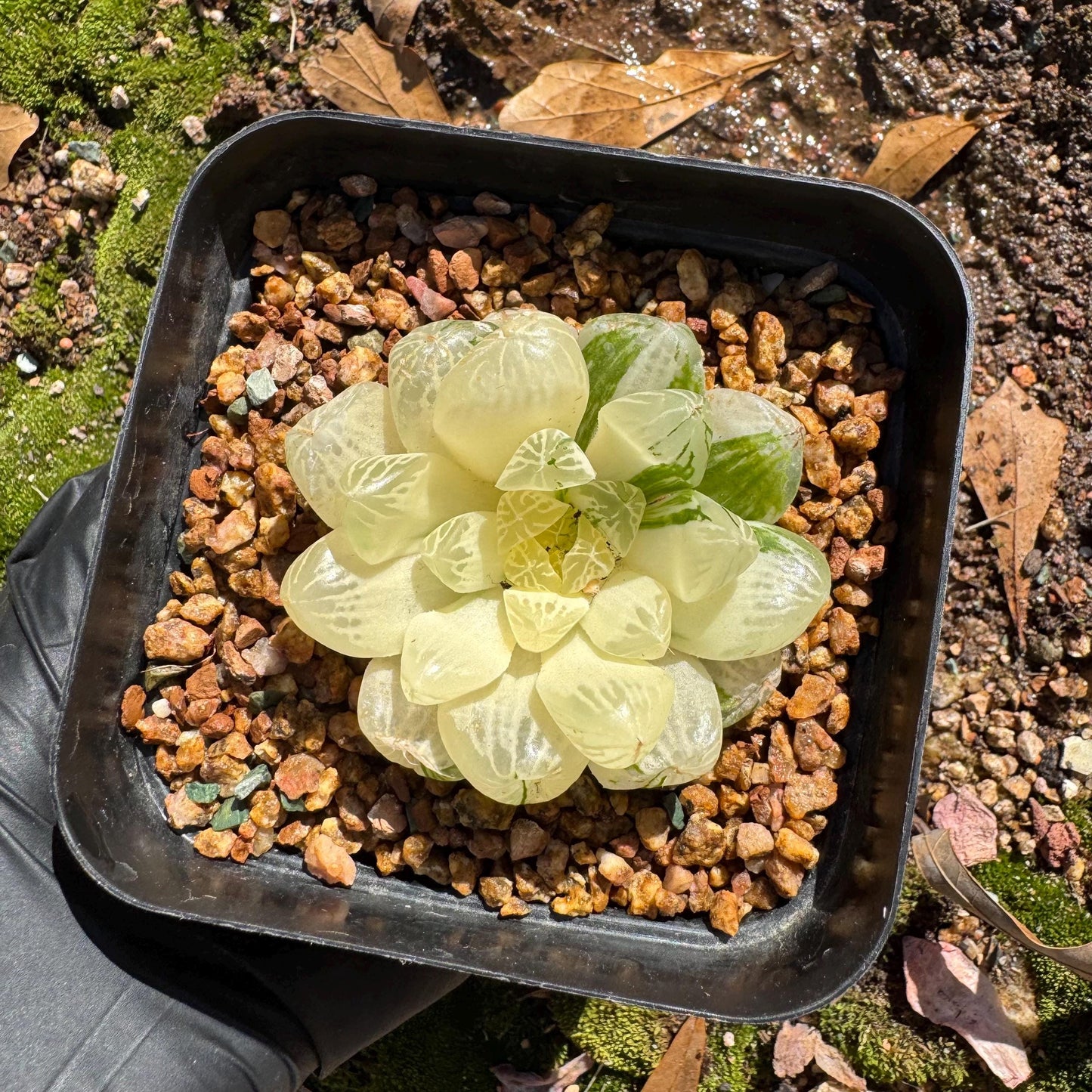 Haworthia' Cooperi Variegated'cluster, 2.2inches , Bare Root, Imported Rare Succulent, live plant.