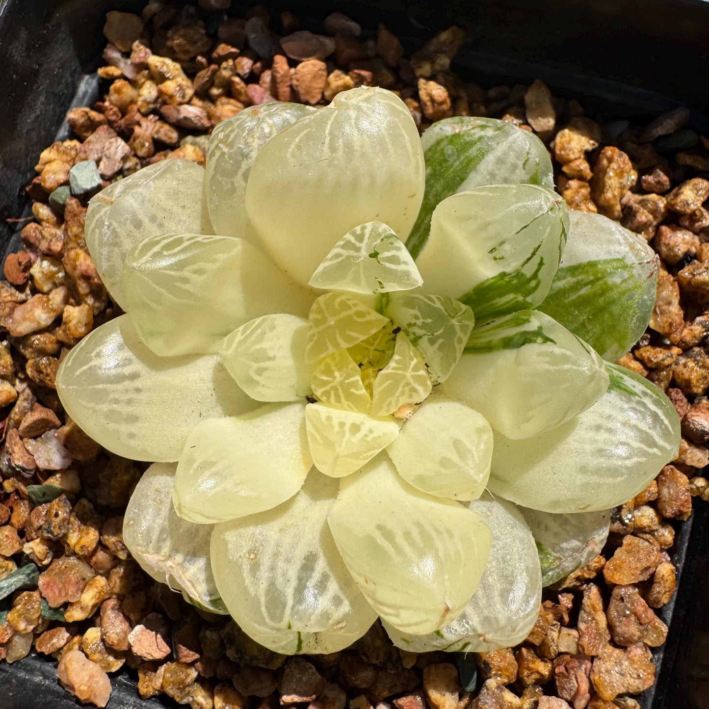 Haworthia' Cooperi Variegated'cluster, 2.2inches , Bare Root, Imported Rare Succulent, live plant.