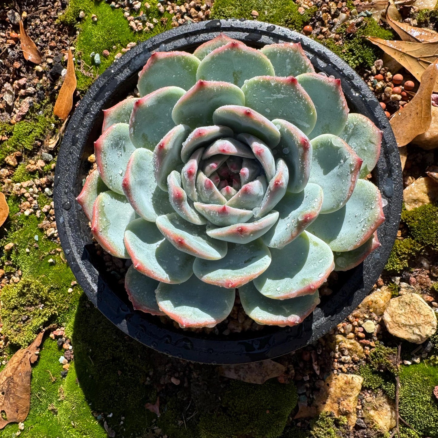 Echeveria 'chihuahuaensis sp. ', single head, 4.2inches ,great quality, Bare Root, Imported Rare Succulent, gift
